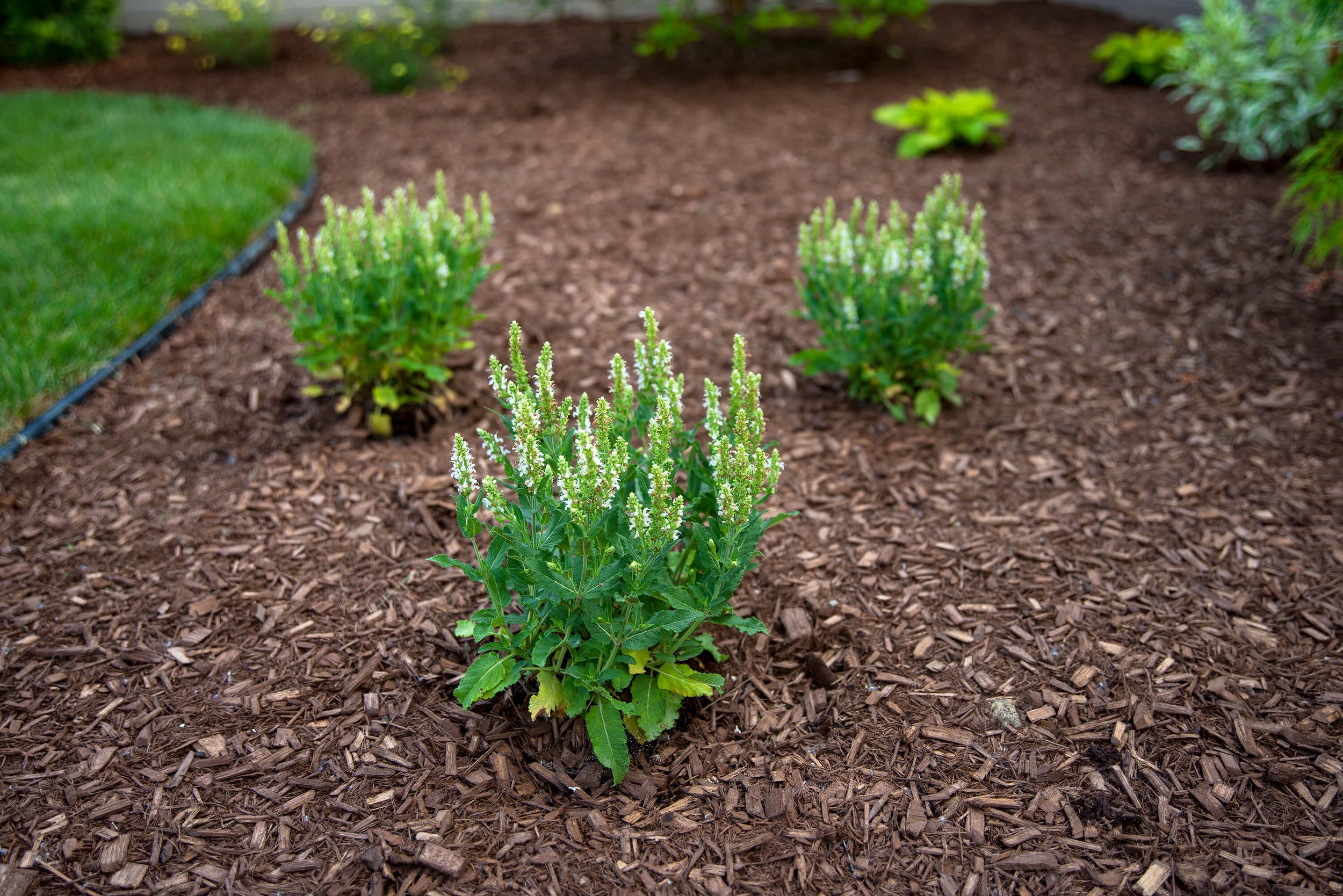 10 - Poly Edger, Mulch, Sod.jpg