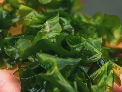 limu Pahapaha of Polihale