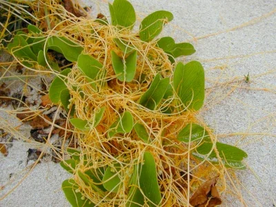 Kauna’oa and pohuehue vines at Polihale