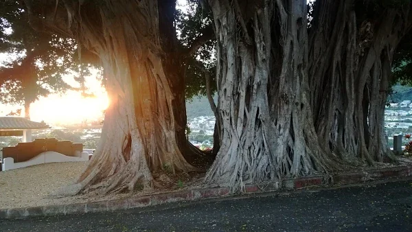 This banyan tree at the top of Manoa Chinese Cemetery in known for hauntings