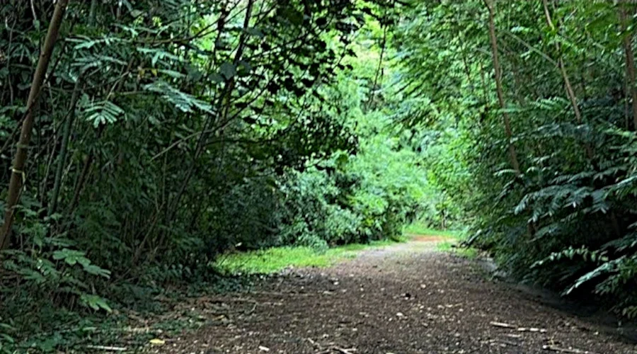 haunted honolulu hiking trail kionaole road