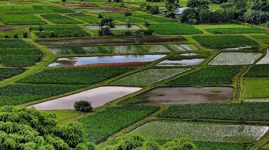 Hanalei Valley where night marchers are seen