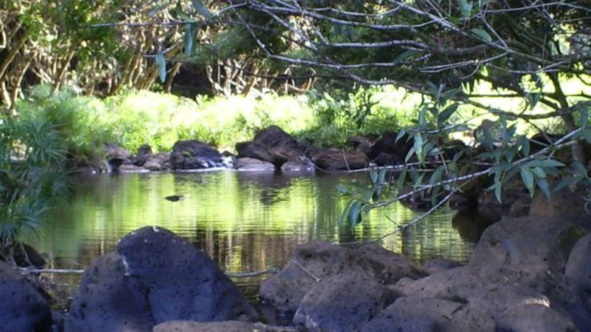 Hawaii ghost tours, ripples on a pond indicating the presence of Mo‘o, Hawaiian Shapeshifter Beings