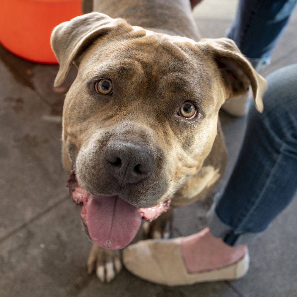Adoptable Dogs — Friends of Berkeley Animal Care Services (FoBACS)
