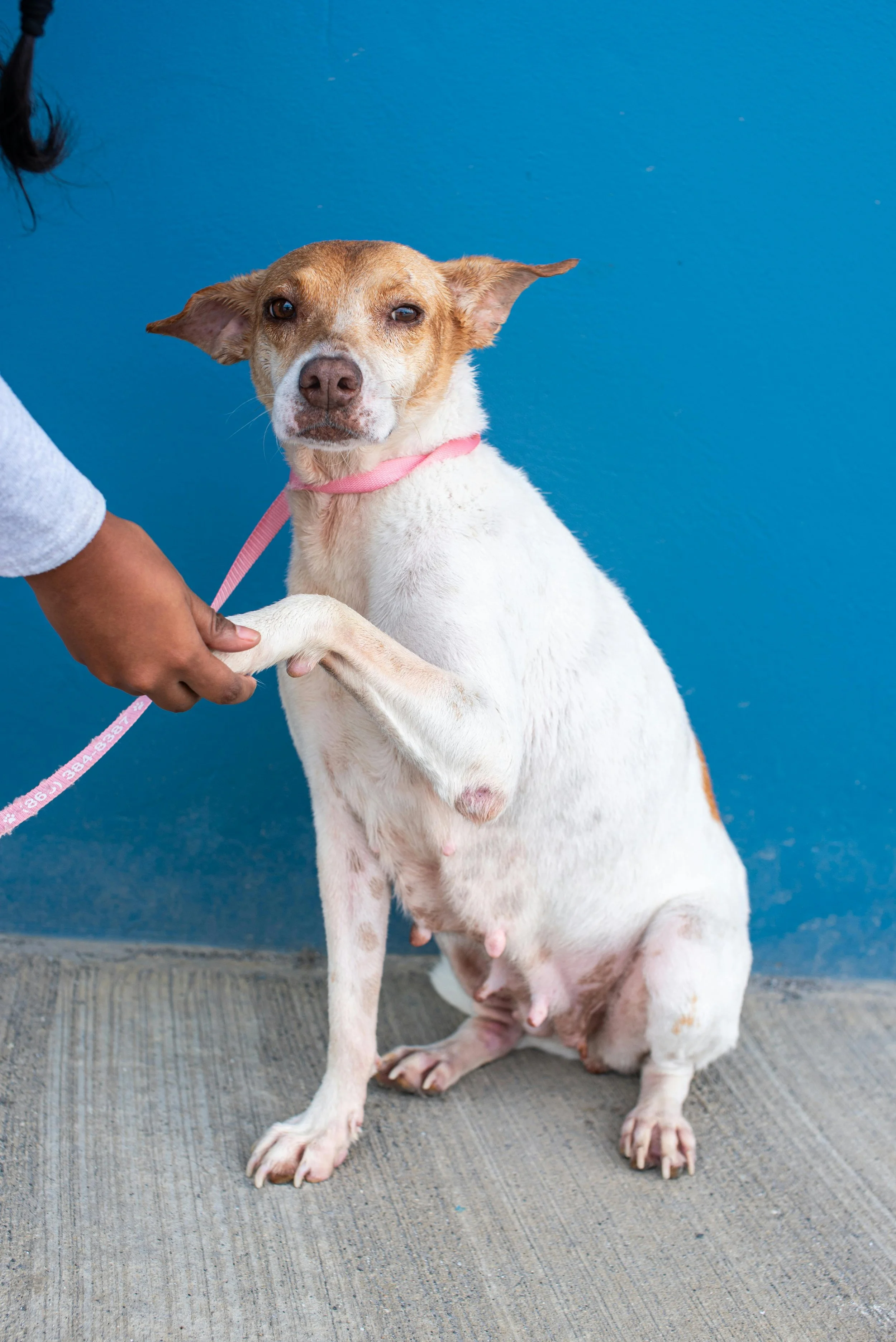 dog giving a hand shake