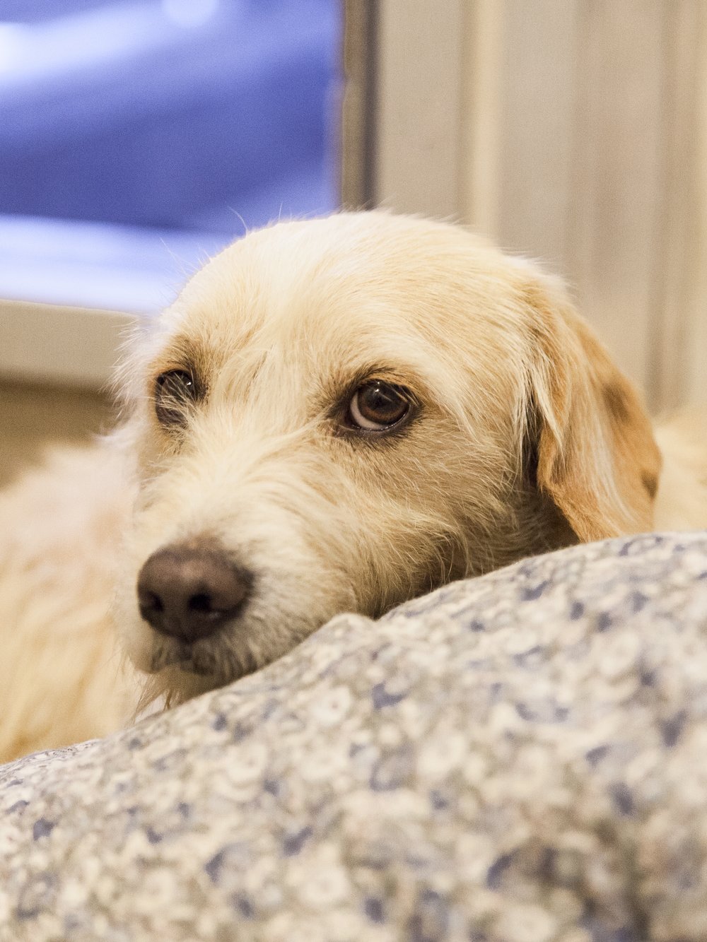 Donate — Friends of Berkeley Animal Care Services (FoBACS) Donate — Friends of Berkeley Animal Care Services (FoBACS)