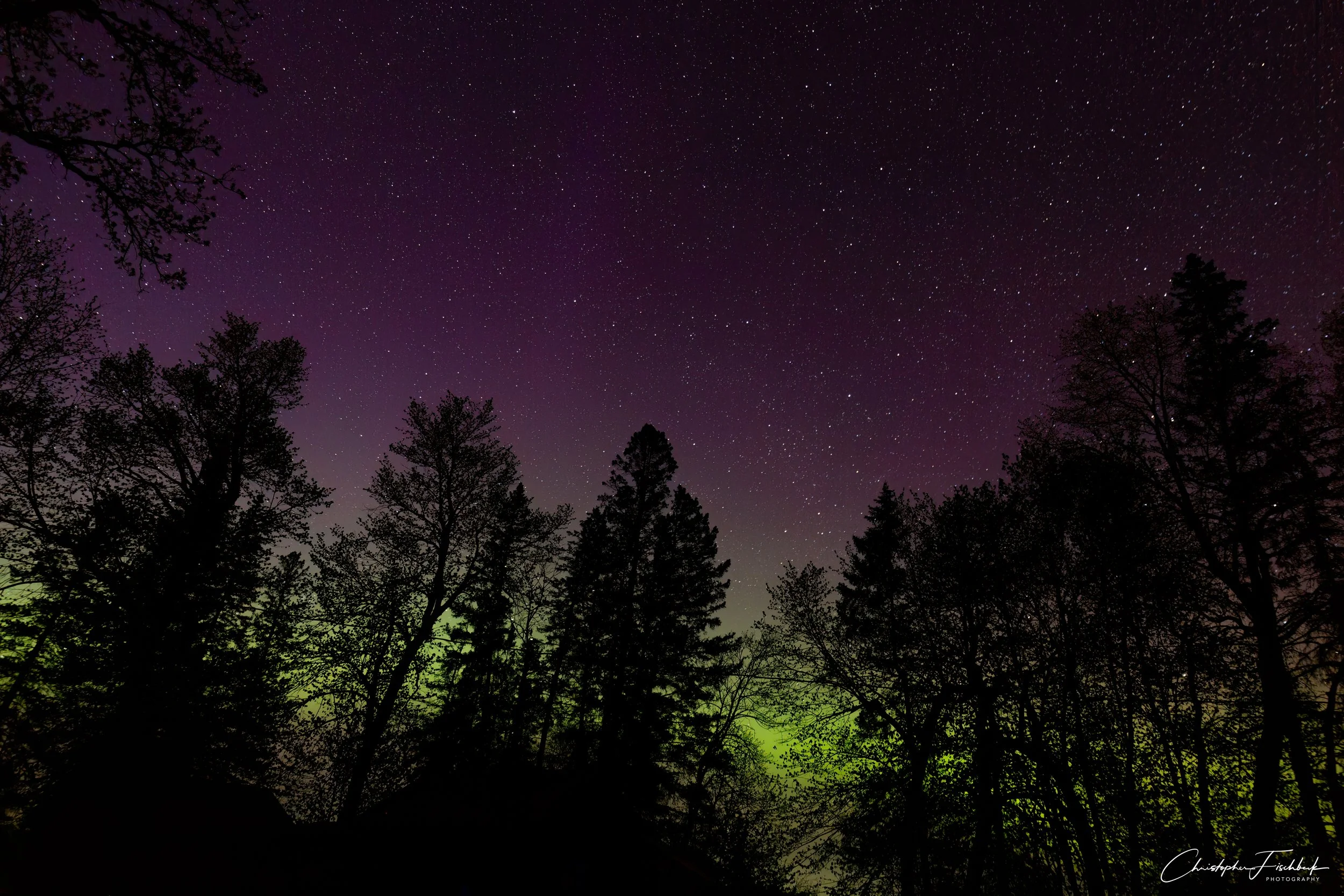 Northern lights through the trees