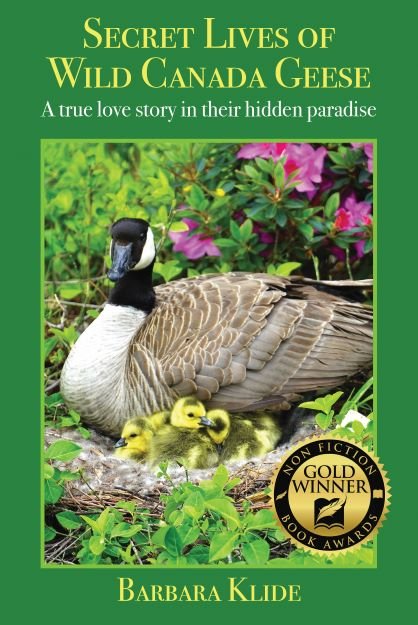 Lo Res Book Cover with Award Badge.jpg
