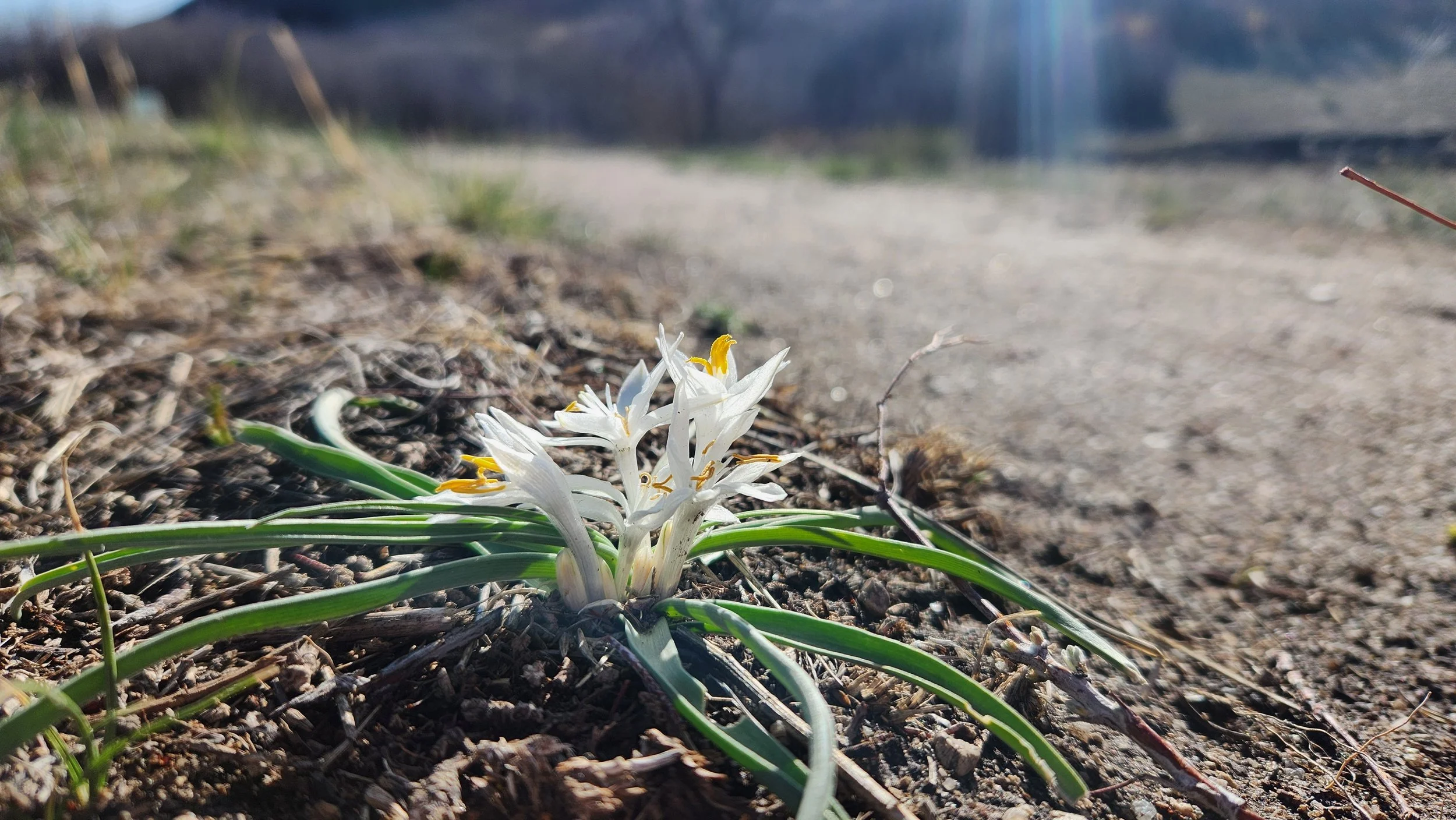 colorado spring flower blooming