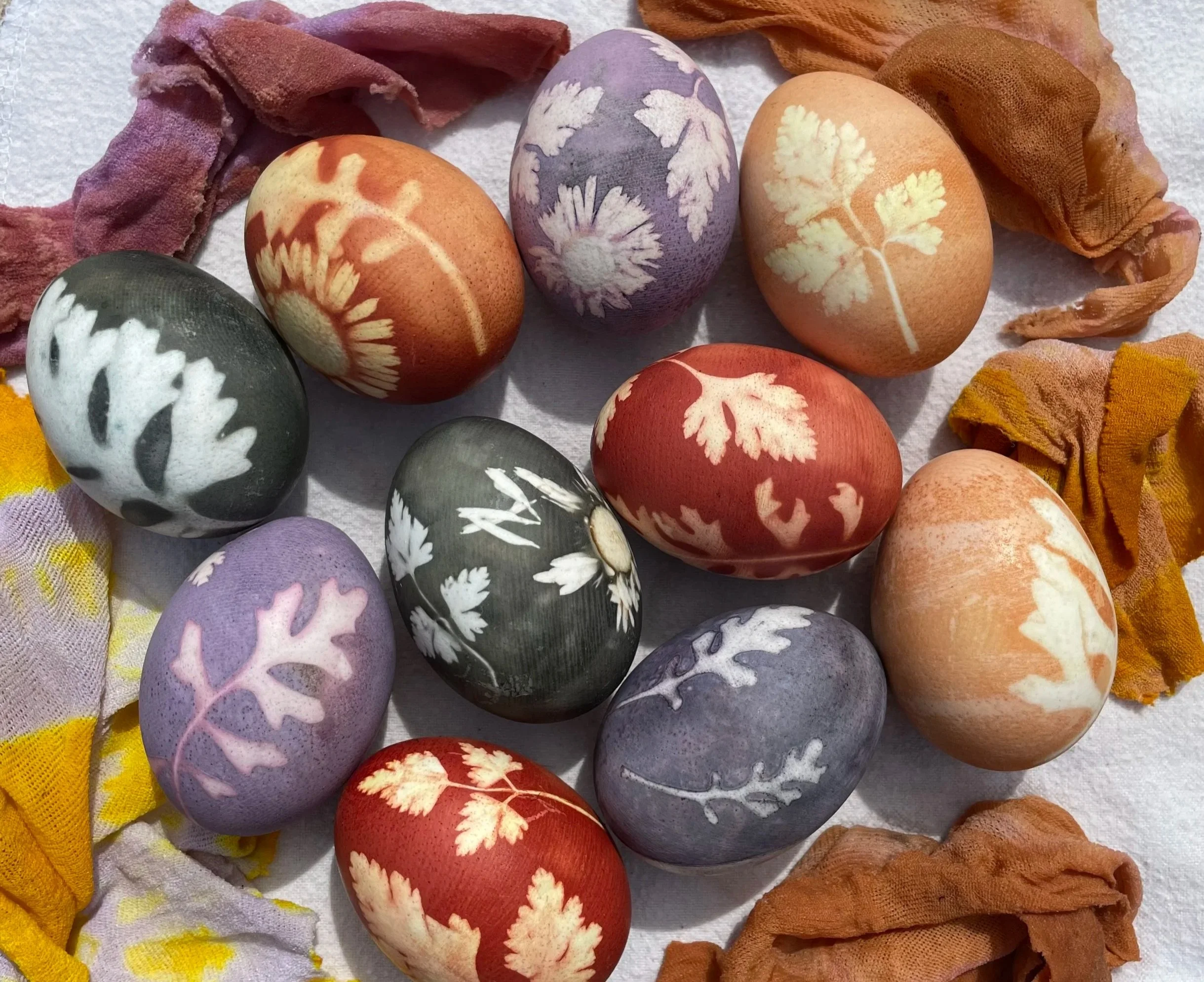 Natural Egg Dyeing with Kitchen Scraps
