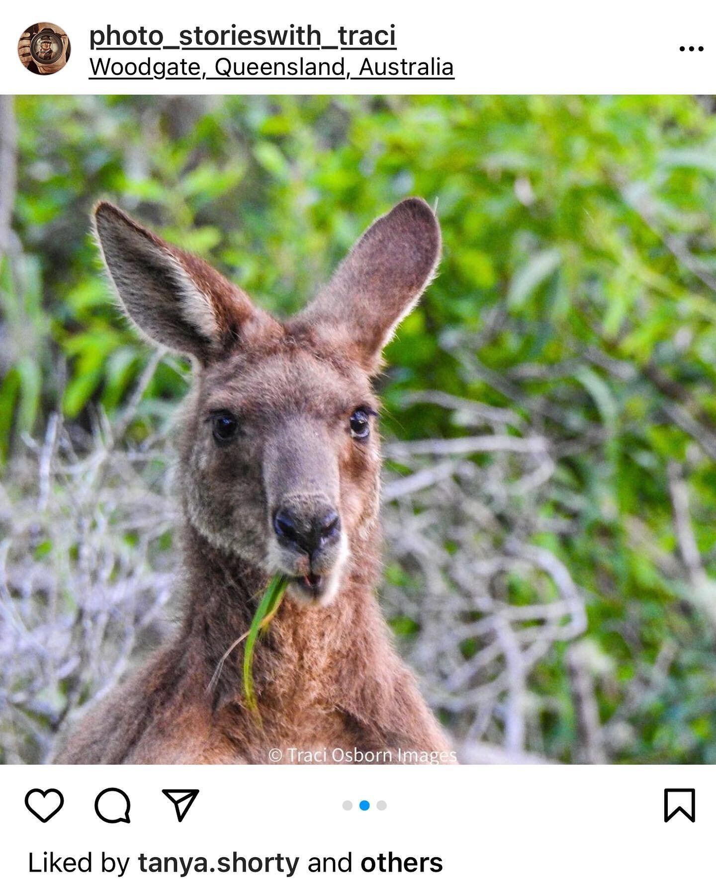 Just one of the locals here captured by the amazing @photo_storieswith_traci. Please check out her page for more gorgeous pics of Woodgate and surrounds.