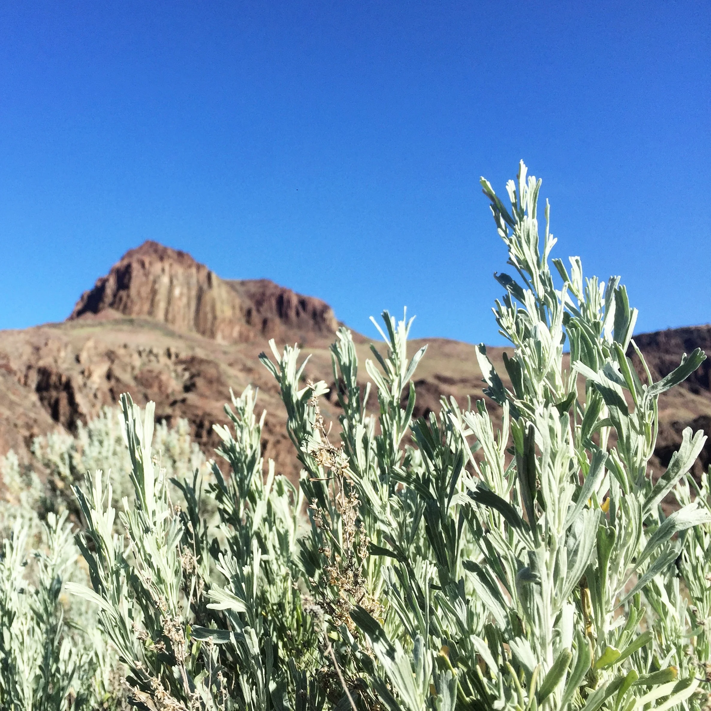 BADLANDS / Sagebrush, Juniper, Smoke, Petrichor — Firn Handcrafted