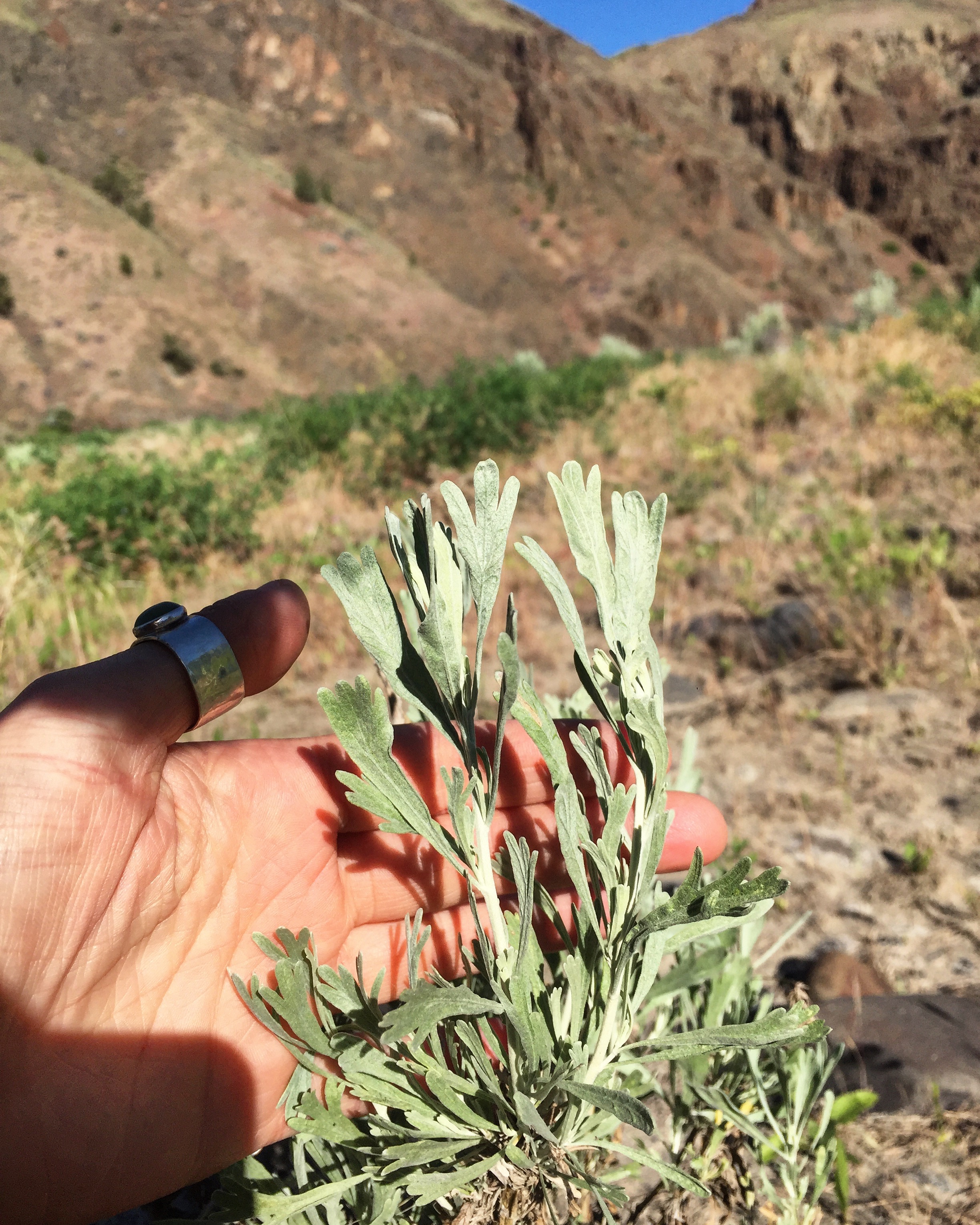 BADLANDS / Sagebrush, Juniper, Smoke, Petrichor — Firn Handcrafted