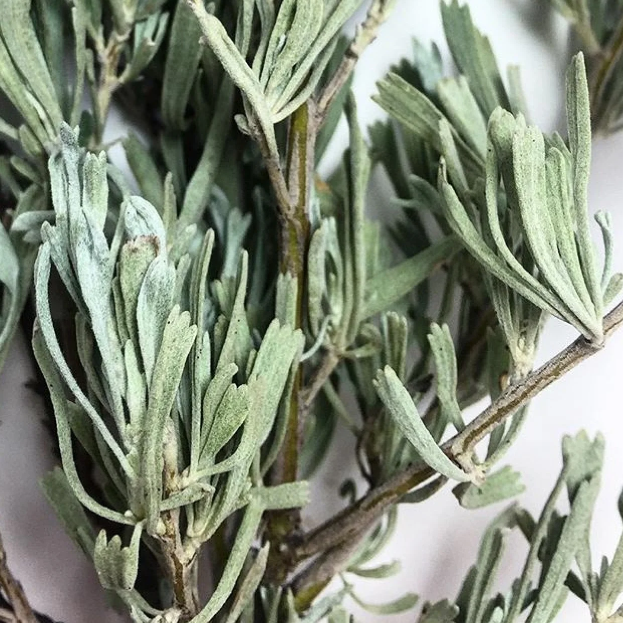 BADLANDS / Sagebrush, Juniper, Smoke, Petrichor — Firn Handcrafted