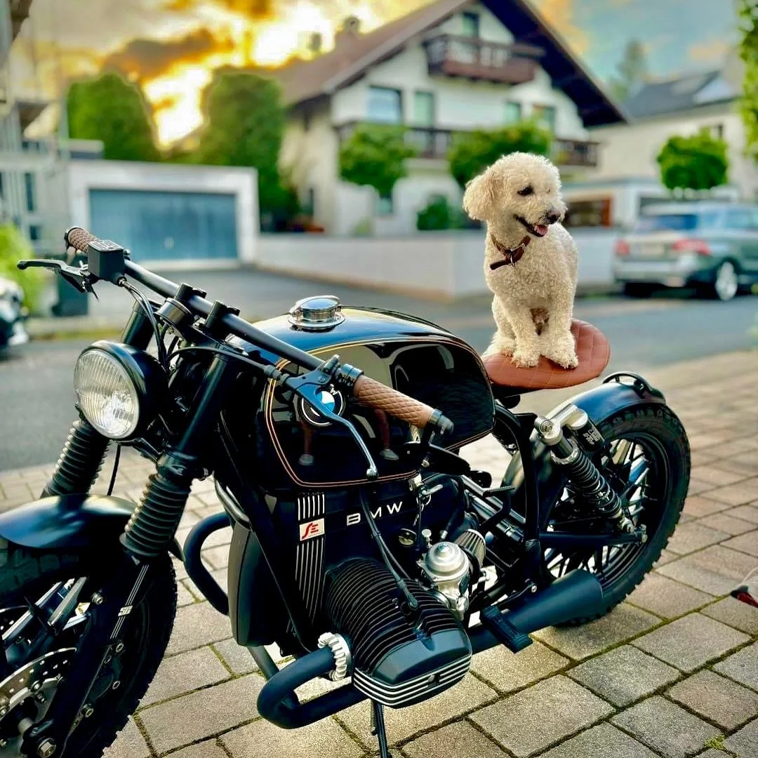 BMW R100 Bobber with a cool passanger ready for a ride. Wuff wuff🐶 Who let the dogs out🥰
📸 @sportevolutionmotorcycles 🇩🇪
#bmwmotorrad #bmw #motorcycle #classic #vintage #airhead #bmwboxers #boxerengine #darkshadowgarage #bmwmotorcycle #classicbi