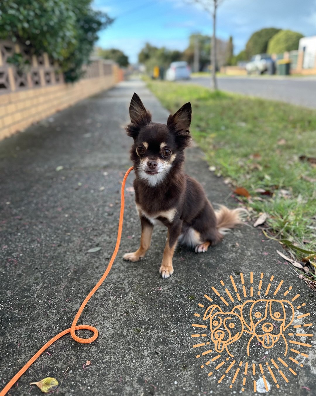 🐾 Training Walks 🐾 

Say hi to the new kid, Louie 😍 

Todays crew working closer to dogs + people , tightening up their loose leash walking ensuring dogs have clarity and engagement work 💪 

Featuring&hellip; 
🐾 Louie - Chihuahua 
🐾 Lenny - Lab