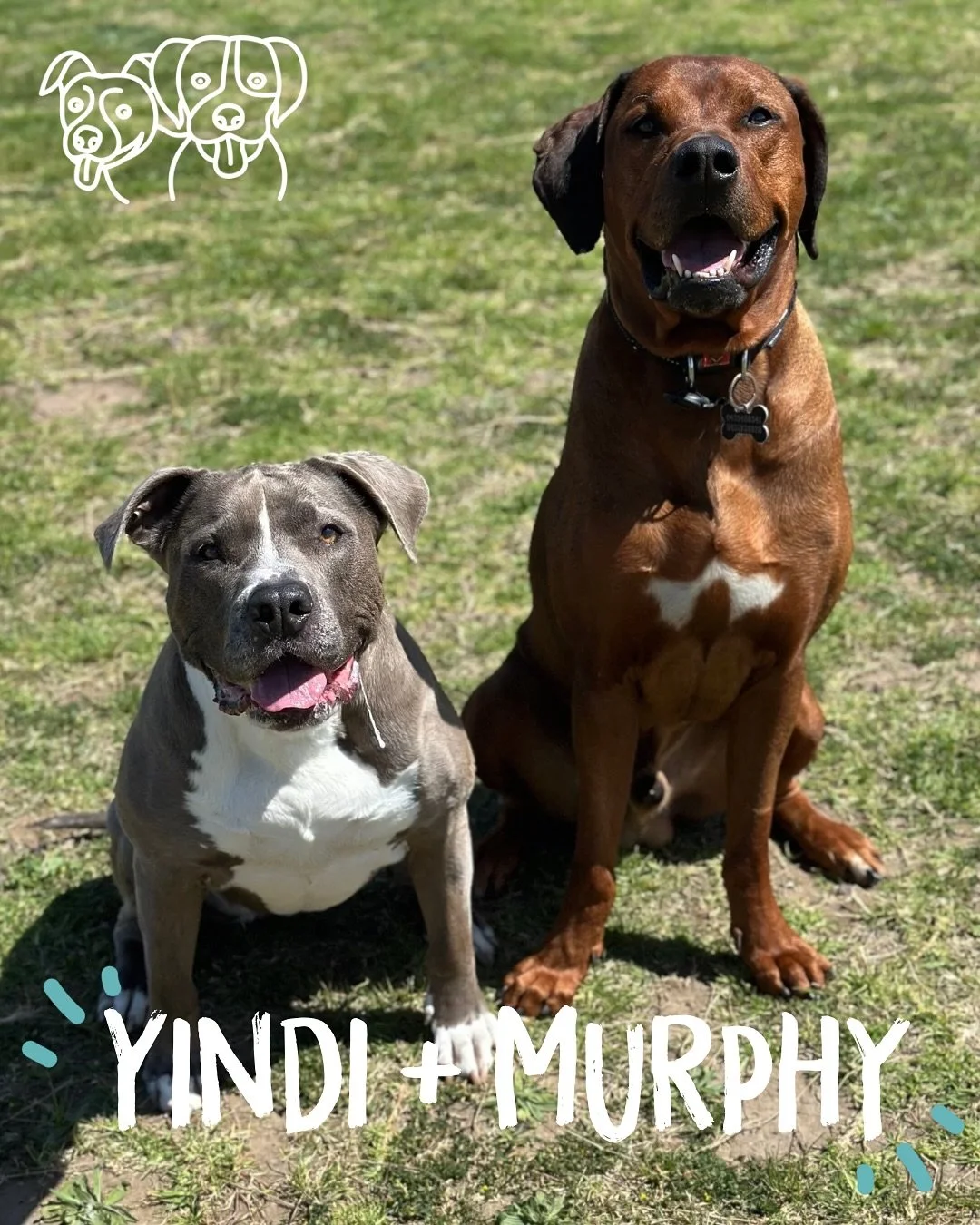 🤩 Training Walks 🤩 

Today&rsquo;s superstars 💪 

We all got whiplash from the weather today! Sunshine, wind and rain (sorry Millie 😂) made for some moments of nervousness, but everyone recovered beautifully 💪 

Today we had lots of fun, working