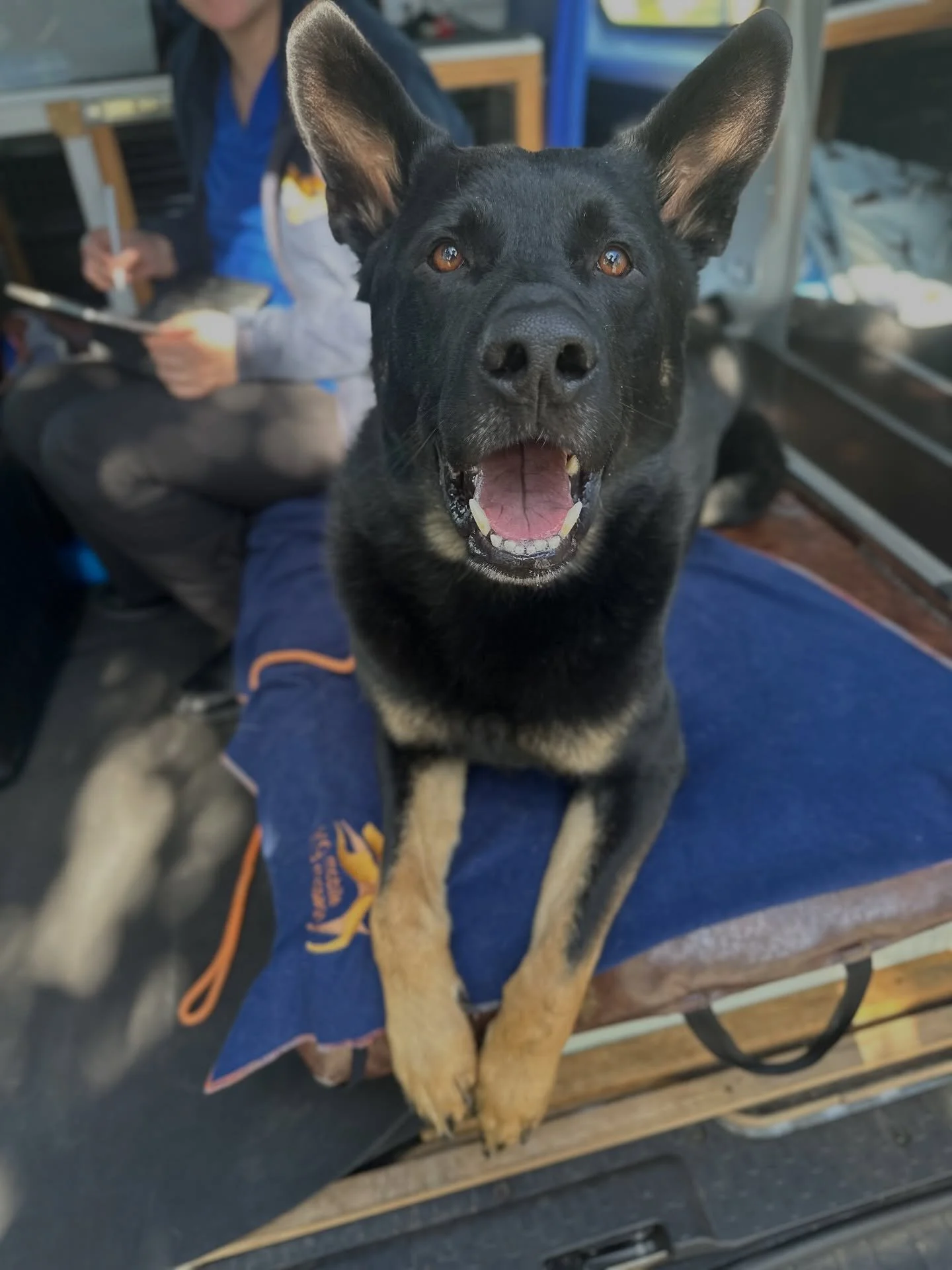 💆&zwj;♀️💆&zwj;♀️💆&zwj;♀️

If your dog isn&rsquo;t already seeing Nicole, what are you waiting for?

Huge thanks to Nicole for, as always, keeping Koda bear in great shape! Despite his ongoing attempts to break himself (because let&rsquo;s be hones