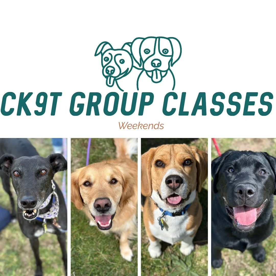 🍃 Group Classes 🍃 

Today&rsquo;s focus: Recall + Play! 

Our weekly crew focusing on recalling their dogs in close proximity to dogs + with Murphy running in front of them! 

Our foundation crew had some fun introducing structured play and recall 