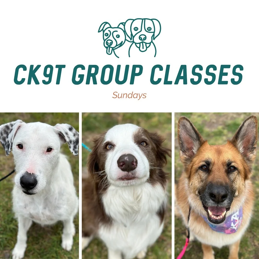 🐾 Group Classes 🐾 

Todays doggos working through some big feelings around faster moving dogs 🔥

Our focus this morning was on recall, recalling away from Murphy running in front of them and practicing existing with dogs while humans have a chat!