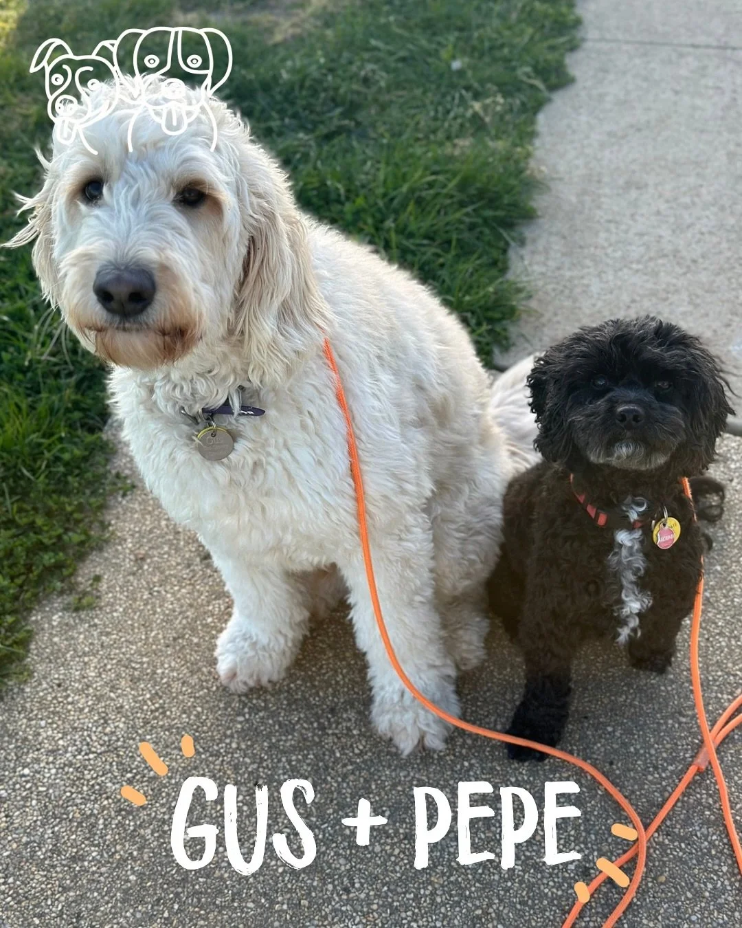 🔥 Training Walks 🔥 

Todays crew smashing it! 

Today we had a few focuses: 

✨ Tightening up loose leash walking, ensuring dogs understand what the leash pressure means and their job! 

✨ Play, always a huge part of our walks 🎊

✨ Recall, buildin