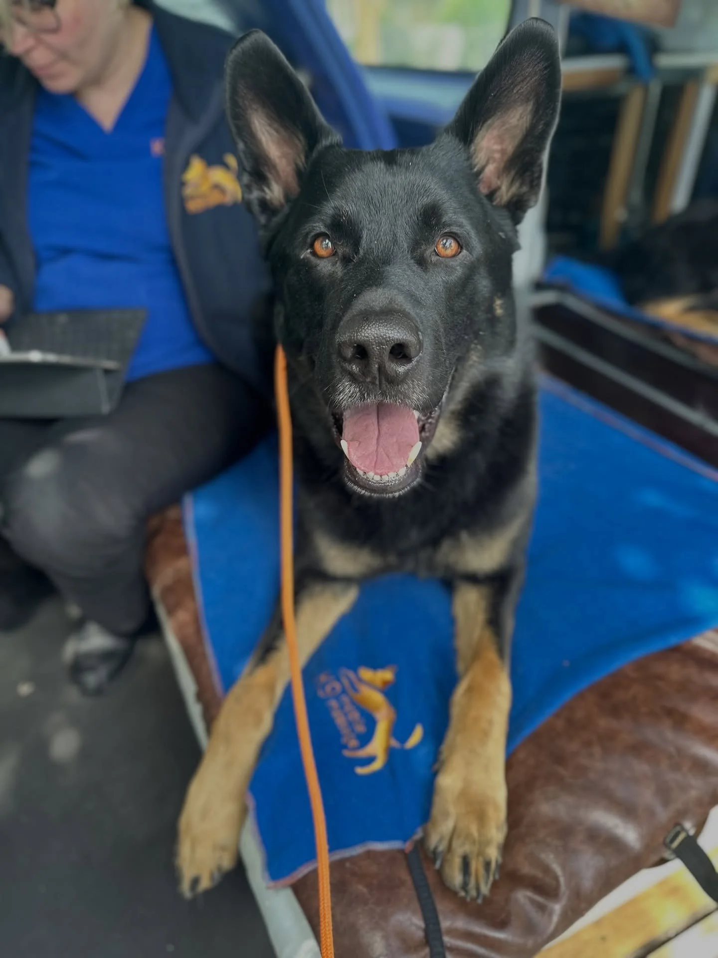 💆&zwj;♀️💆&zwj;♀️💆&zwj;♀️

Koda Bear had his monthly check-in with Nicole the other day and for once he wasn&rsquo;t as broken as usual 🫡

This dog truly has zero life preservation. If there&rsquo;s a way to run into something, launch himself side