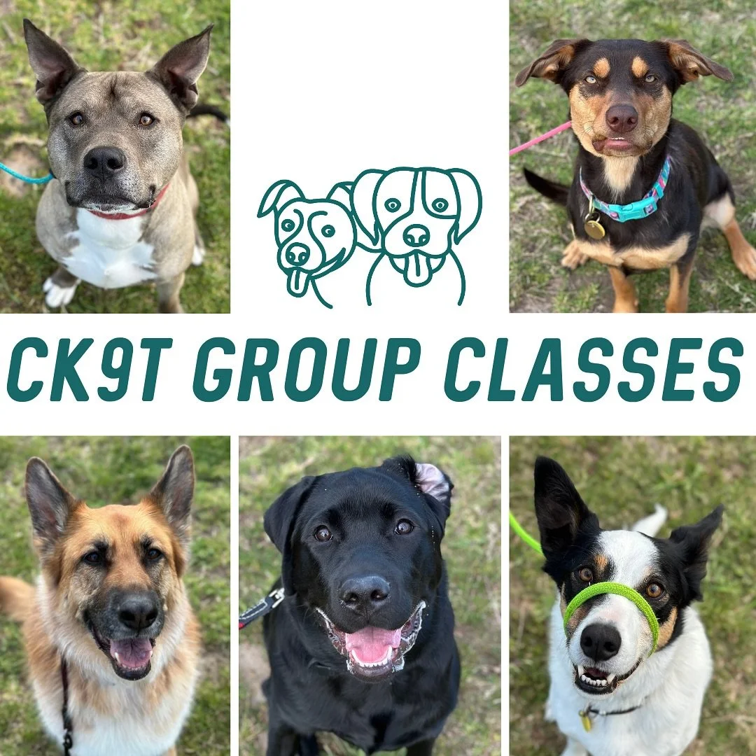 🌆 Group Classes 🌆

Tonight we welcomed little man Joey to our weekly crew 🔥 

The doggos tonight smashed it, small class so we were able to work a bit closer! Tonight we used Koda as a bark machine, toys as an added distraction when walking and th