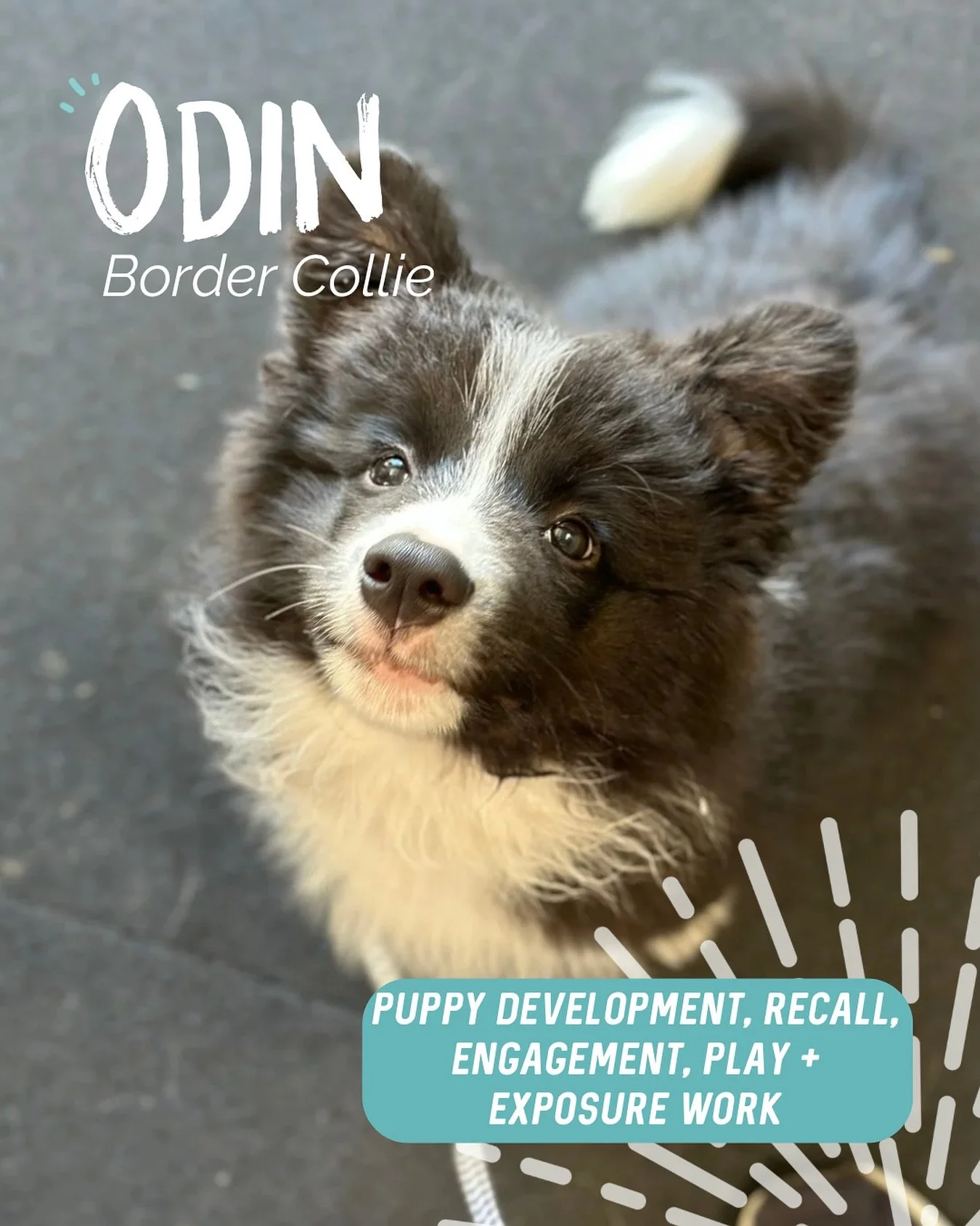 ✨ ODIN ✨ 

This little man is such a spunk! So much personality 🔥 

Odin&rsquo;s humans reached out for sessions to set both themselves and little man up for success! 

Our first session yesterday had a huge focus on&hellip;
✨  Problem solving commo