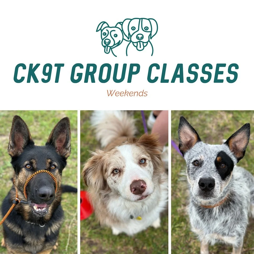 ☔️ Group Classes ☔️ 

Some new faces today! Welcome Mr Harley to our weekly group classes 🔥 

Today we focused on: 
✨ Working closer to dogs
✨ walking with dogs in front and behind dogs
✨ Weaving between dogs 
✨ Recalling dogs from other dogs 
✨ Sto