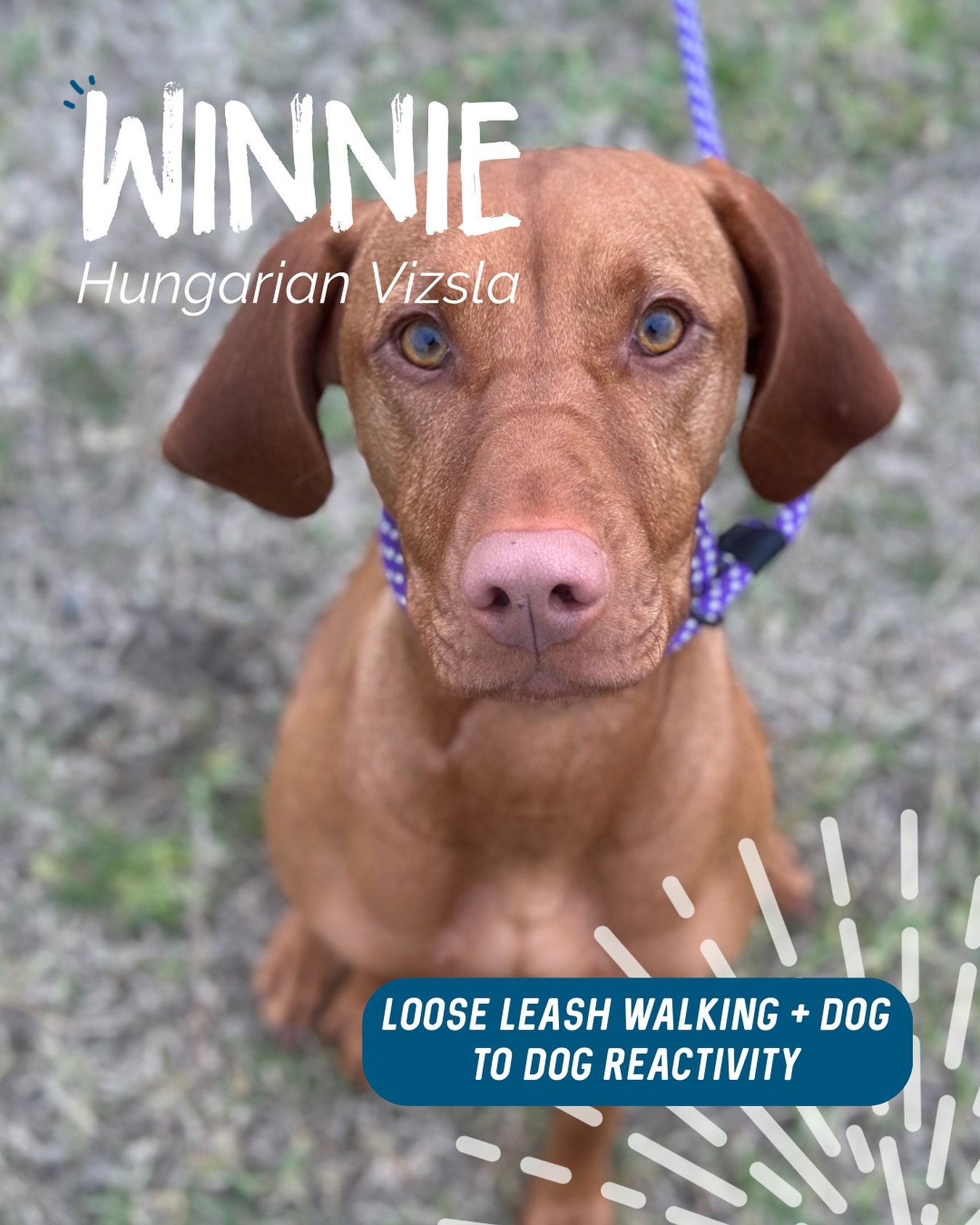 ✨ WINNIE ✨ 

Little miss full of beans! 🫘 Winnie is an absolute sweetheart who is full of energy. 

We had a few main focuses during our sessions. Including making walks more enjoyable for both her and her humans and teaching Winnie that her humans 