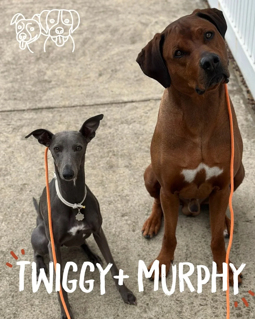 👯&zwj;♀️ Training Walks 👯&zwj;♀️

Mr Murphy joined us again today on our walks! The purpose? To see what today&rsquo;s crew had retained from last week! And they smashed it 🔥 

All dogs were much more relaxed around Murphy, more curious and confid