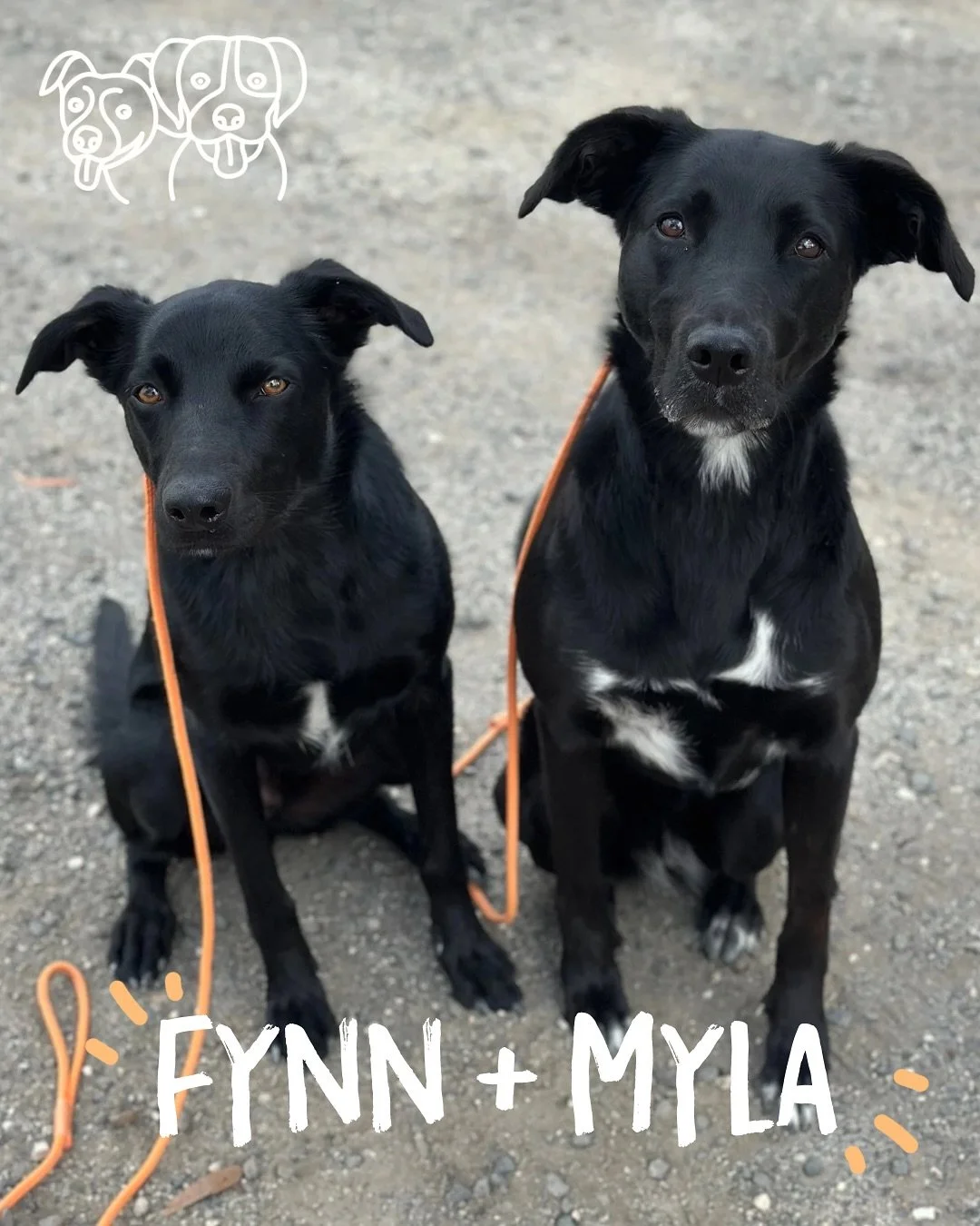 🐾 Training Walks 🐾 

Todays crew showing everyone how is done! Working on&hellip;.

✨ Neutrality with other dogs 
✨ Play
✨ Loose Leash Walking
✨ Confidence Building
✨ Implied stays 
✨ Recall 

And of course having fun 🤩