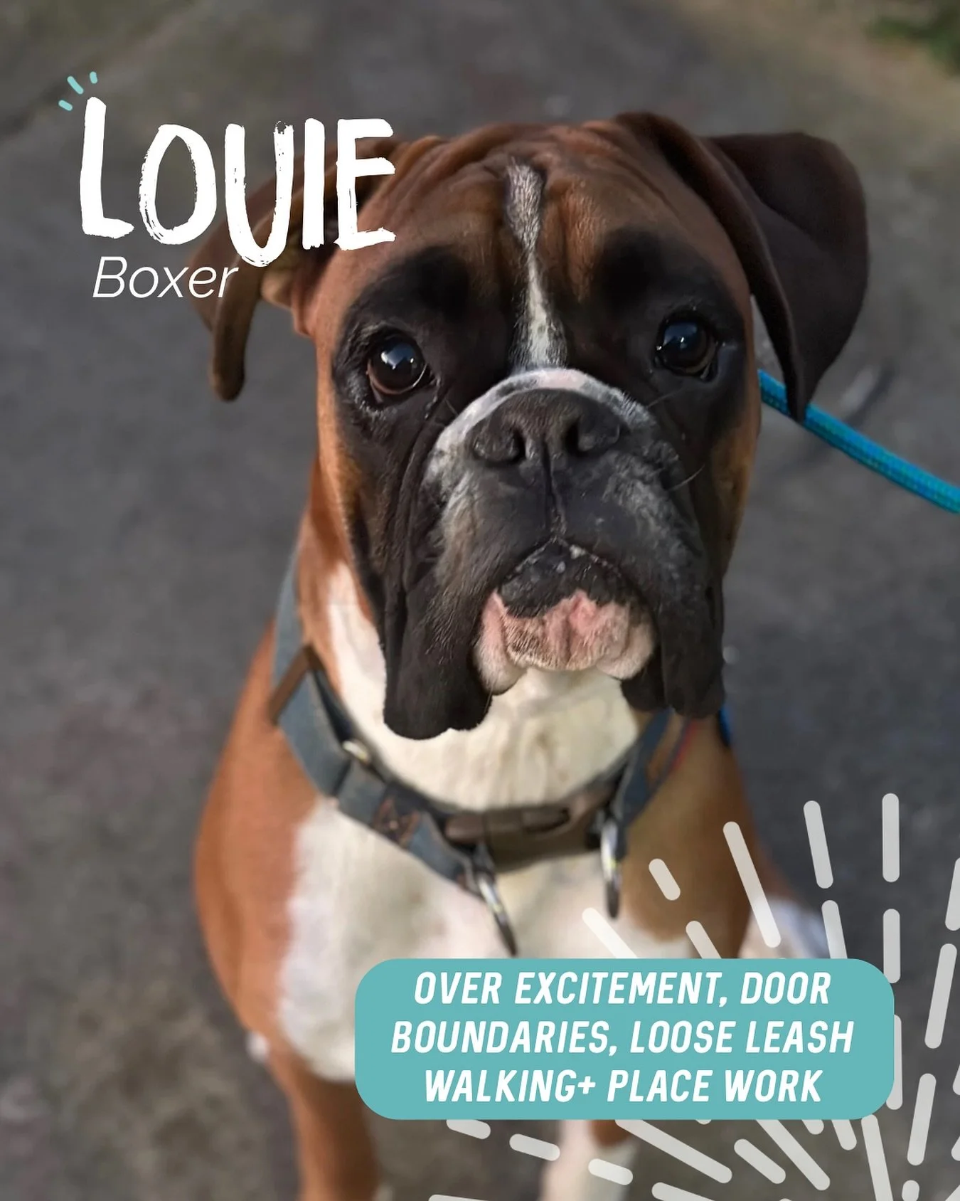 ✨ LOUIE ✨ 

Little Louie is your typical excitable boxer who thinks everyone is his best friend 🤩 

Unfortunately after having broken leg as a pup (and some issues afterwards), this made his excitement levels increase tenfold! 

During our sessions 