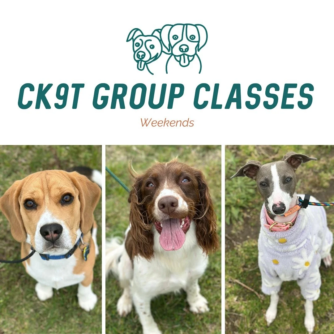 🤩 Group Classes 🤩 

Todays good looking crew 💪 

Our weekly crew smashing it, working closer to dogs, practicing weaving between doggos, ignoring dogs barking and engagement with their humans! 

Foundations crew had a huge session! We covered:
✨ G