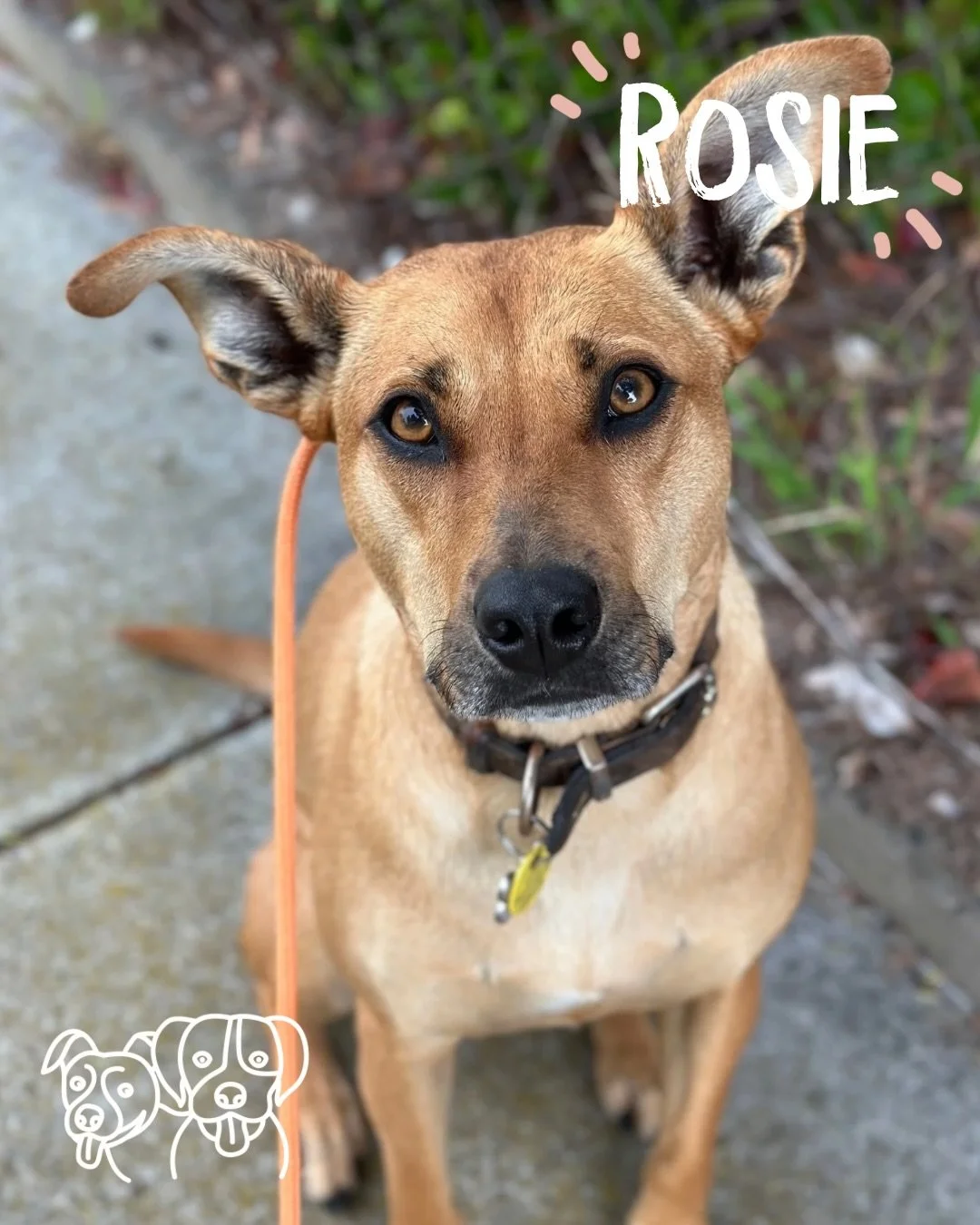 🌦️ Training Walks 🌦️

Todays crew and I getting whiplash from the weather 😂 

The doggos smashing it as usual 🔥 todays main focuses was recall and engagement work 💪