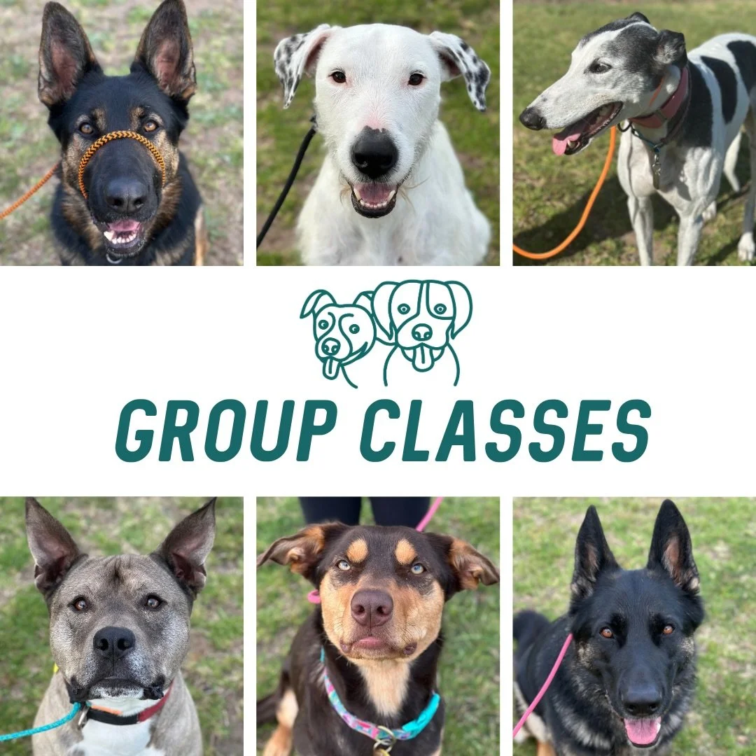 🔥 Group Classes 🔥 

Tonight&rsquo;s crew smashing it!!! Welcoming Mr Courage the greyhound to tonight&rsquo;s group class 🤩

Small group class meant we had more space for our doggos so lots of movement and counter conditioning! 

I certainly chall