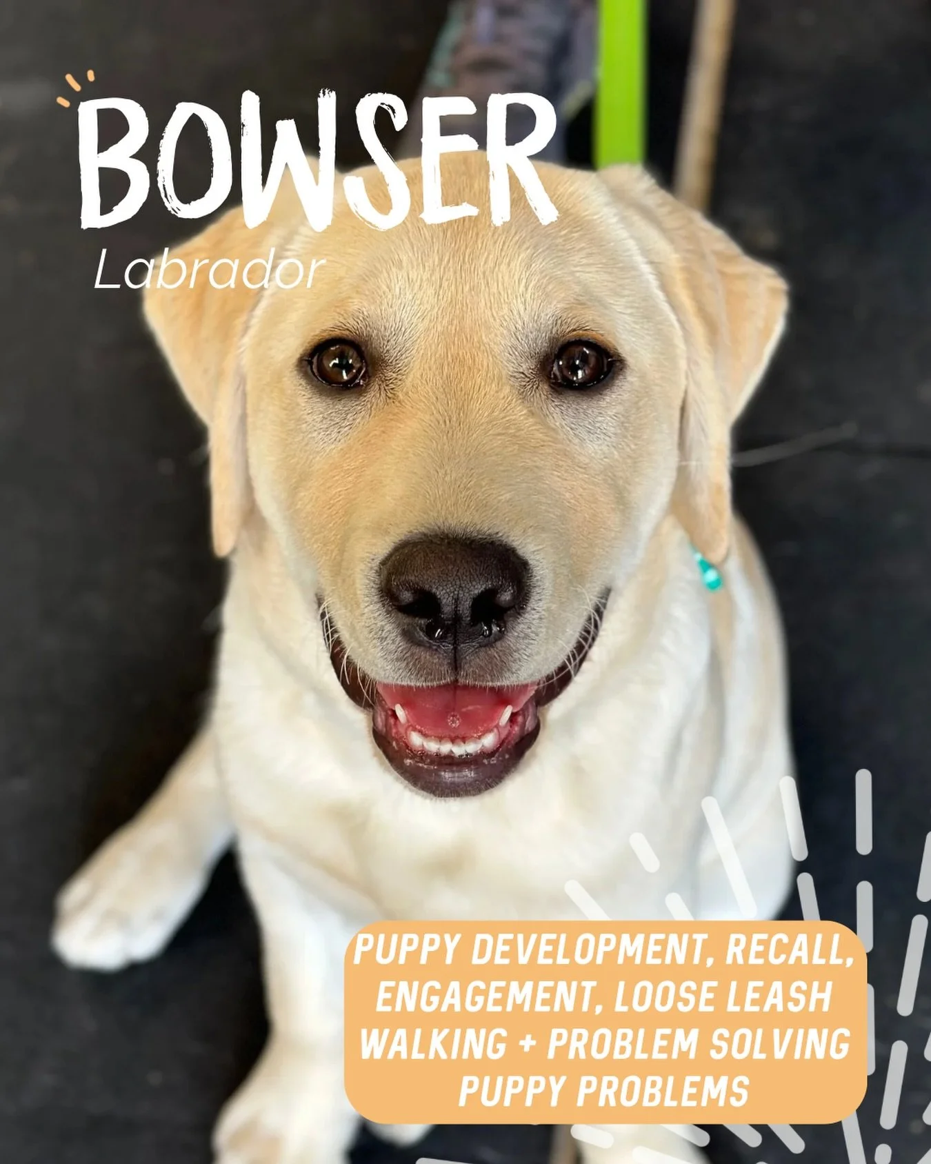 ✨ BOWSER ✨ 

This handsome little man has started privates as his family wanted to set him up for success 🔥 

We have a major focus on&hellip;. 
✨ Engagement - little man is quite an excitable dude so we&rsquo;re teaching him to focus back on his hu