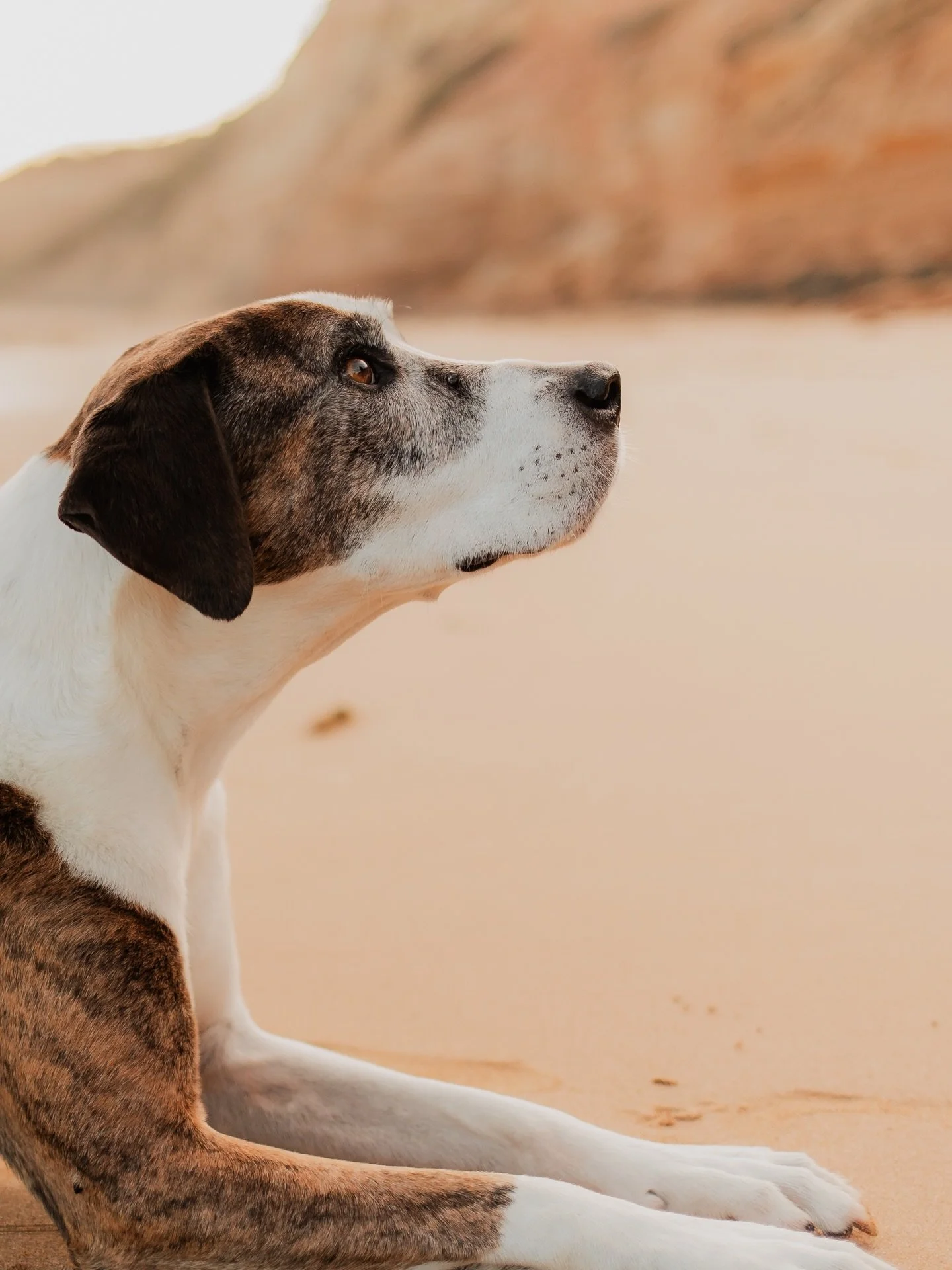 ✨ 10 YEARS ✨

Happy 10 year gotcha day, Digga 🐾😭

I still remember the first moment we met.  You launched yourself at the front gate and scared the absolute shit out of us 🤣 And then, two minutes later, you were on the deck with your head resting 