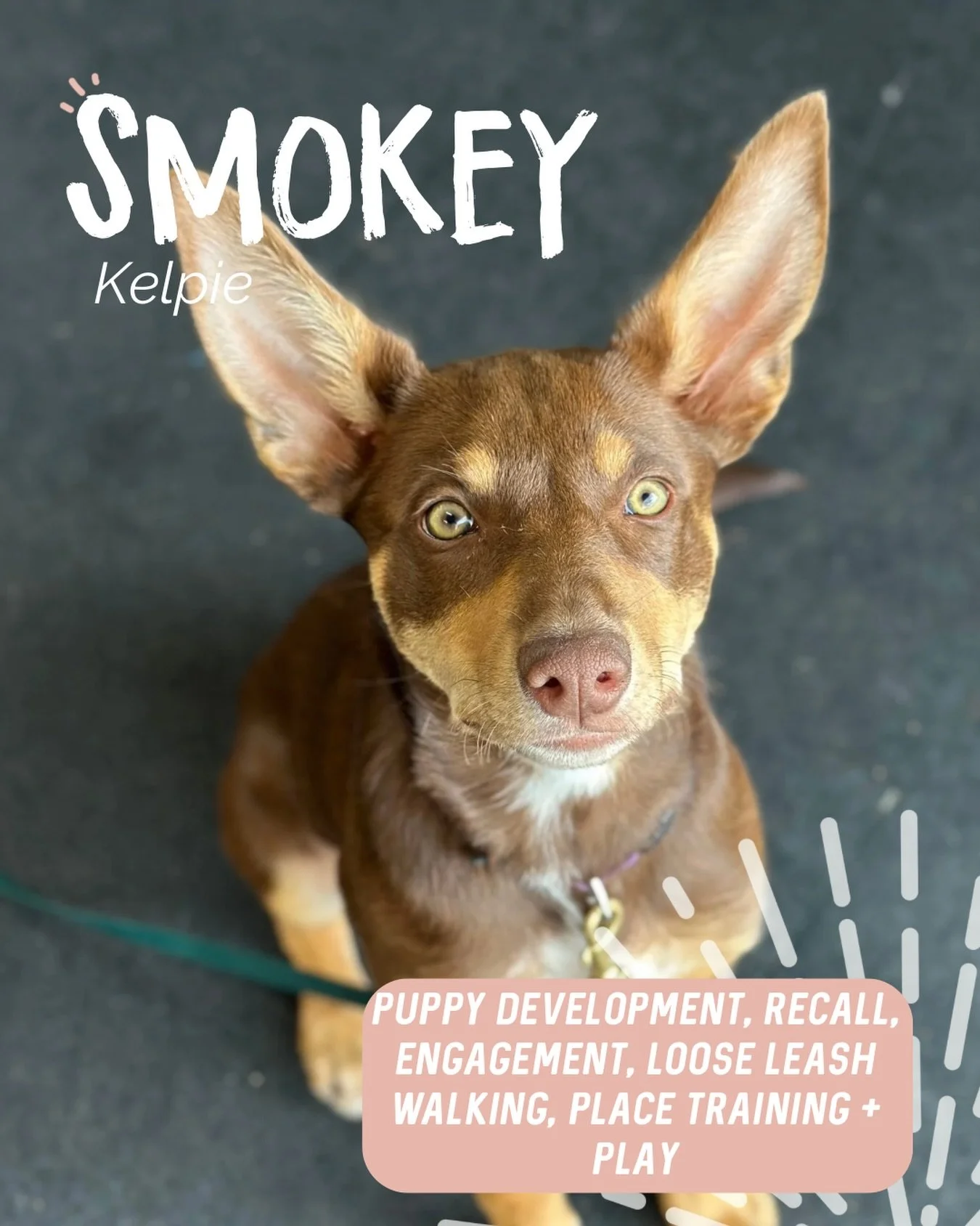 ✨ SMOKEY ✨ 

Smokey is living every dogs dream, currently travelling Australia with her humans. So while they were in Geelong we caught up to get Smokey off to the best start! 

With Smokey&rsquo;s lifestyle in mind we focused on&hellip; 
➡️ Recall. 