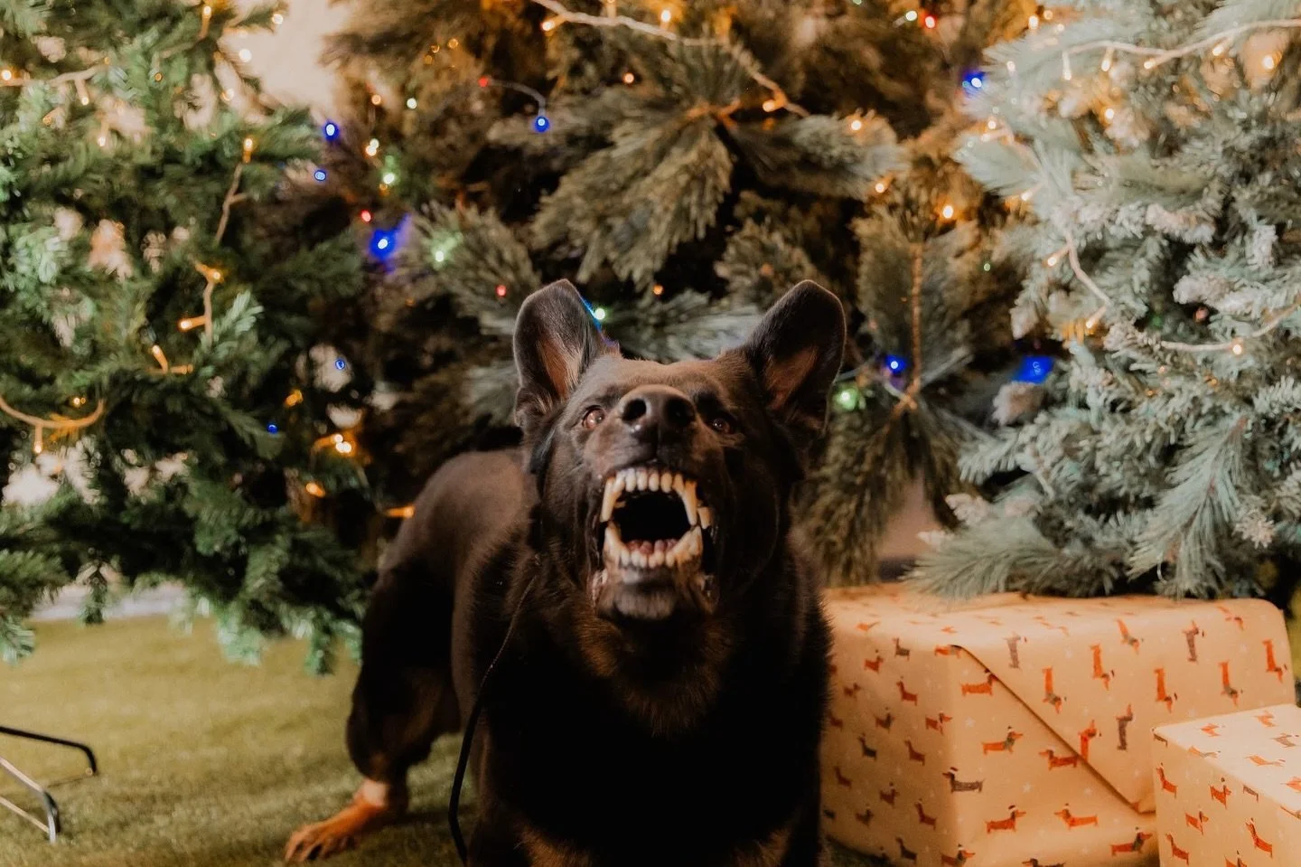 🎄🦷🎄🦷

Enjoy my favourite photo of koda from our Christmas shoot 📸

All the teef 🦷