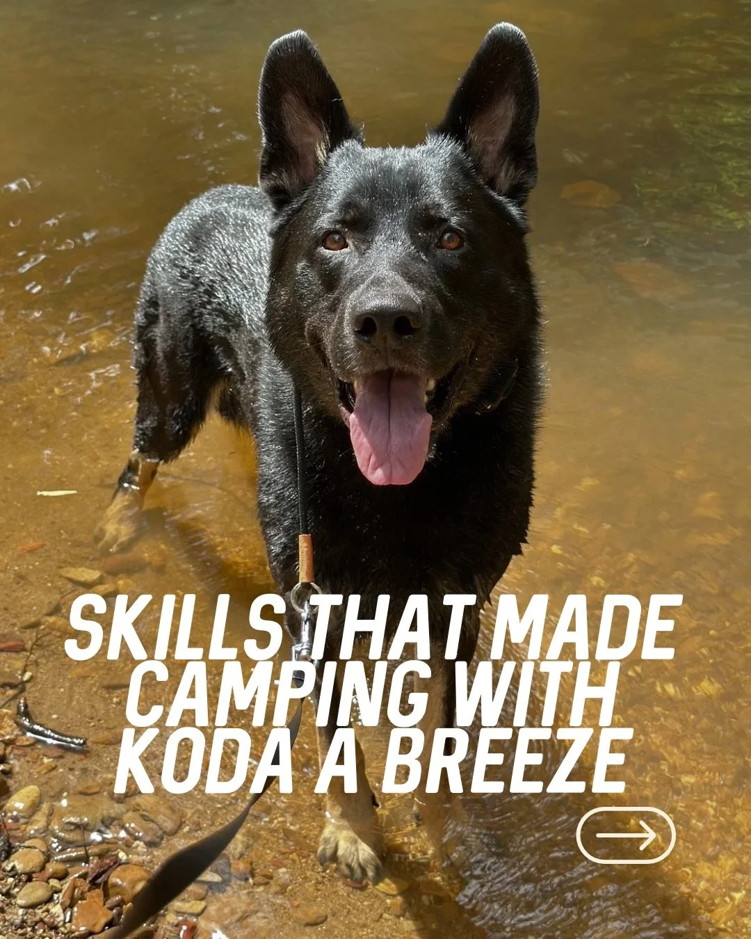 ⛺️⛺️⛺️

Honestly, I didn&rsquo;t think to properly prepare Koda for camping. I winged it and thought we&rsquo;d figure it out 😅 

These are a few of Koda&rsquo;s skills which made camping a breeze 🏕️ 

❌ No. By being clear with the one thing Koda c