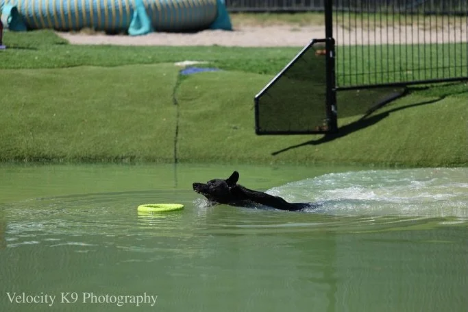 💦 DOCK DIVING 💦

Please enjoy these masterpieces of photography 🤣

Titled: A Series of Unfortunate Events, feat. Sharky

He had the time of his life, promise 😌
Round two tomorrow&hellip; maybe we&rsquo;ll get a proper jump this time? 😝

Thanks s