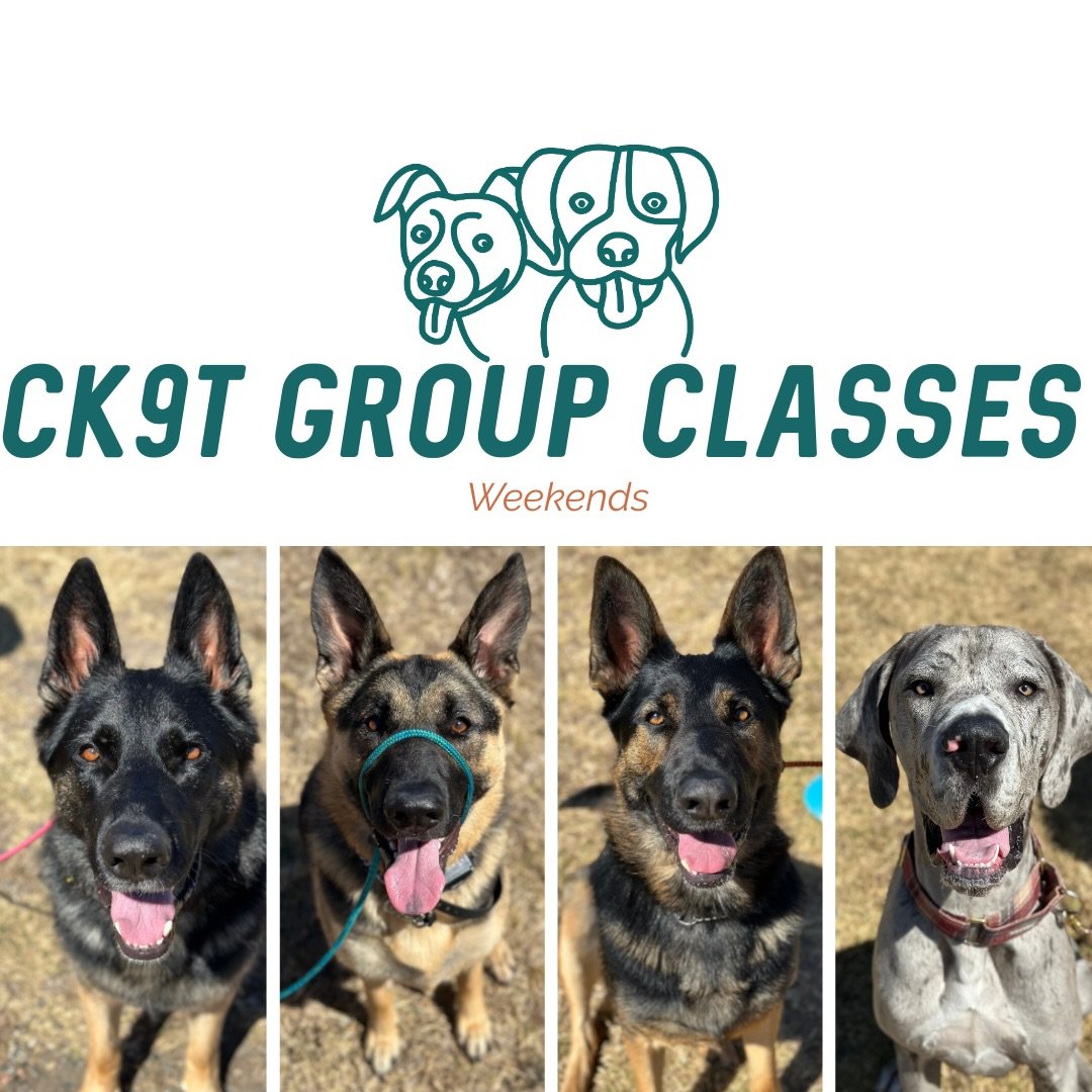 ☀️ Group Classes ☀️ 

What a gorgeous morning for group classes! 

A few new faces this morning! Say hi to Koda the GSD and Sunny the lab 👋

Today was all about getting the crew back into the swing of things. Lots of walking, changes of direction, s