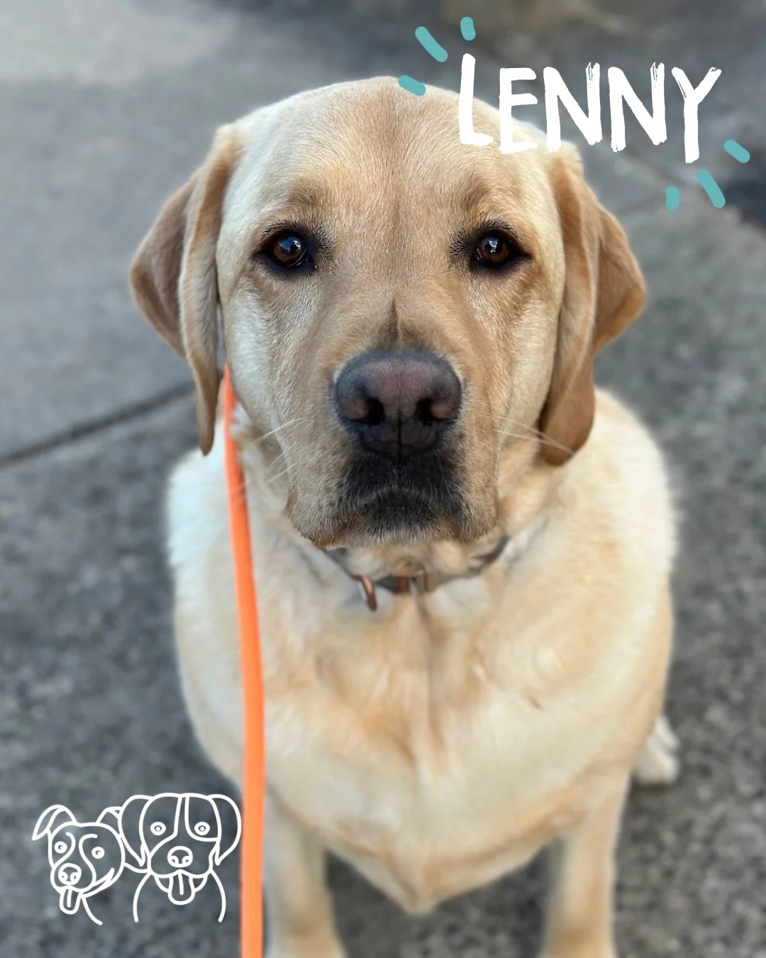 ☀️ Training Walks ☀️ 

WOW. WOW. WOW. Today was huge for these doggos! 

✨ Lenny - smashing his work on the Flexi, recalling back with people and dogs close and choosing me instead 🔥 

✨ Harper - working through some big feelings around busy roads, 