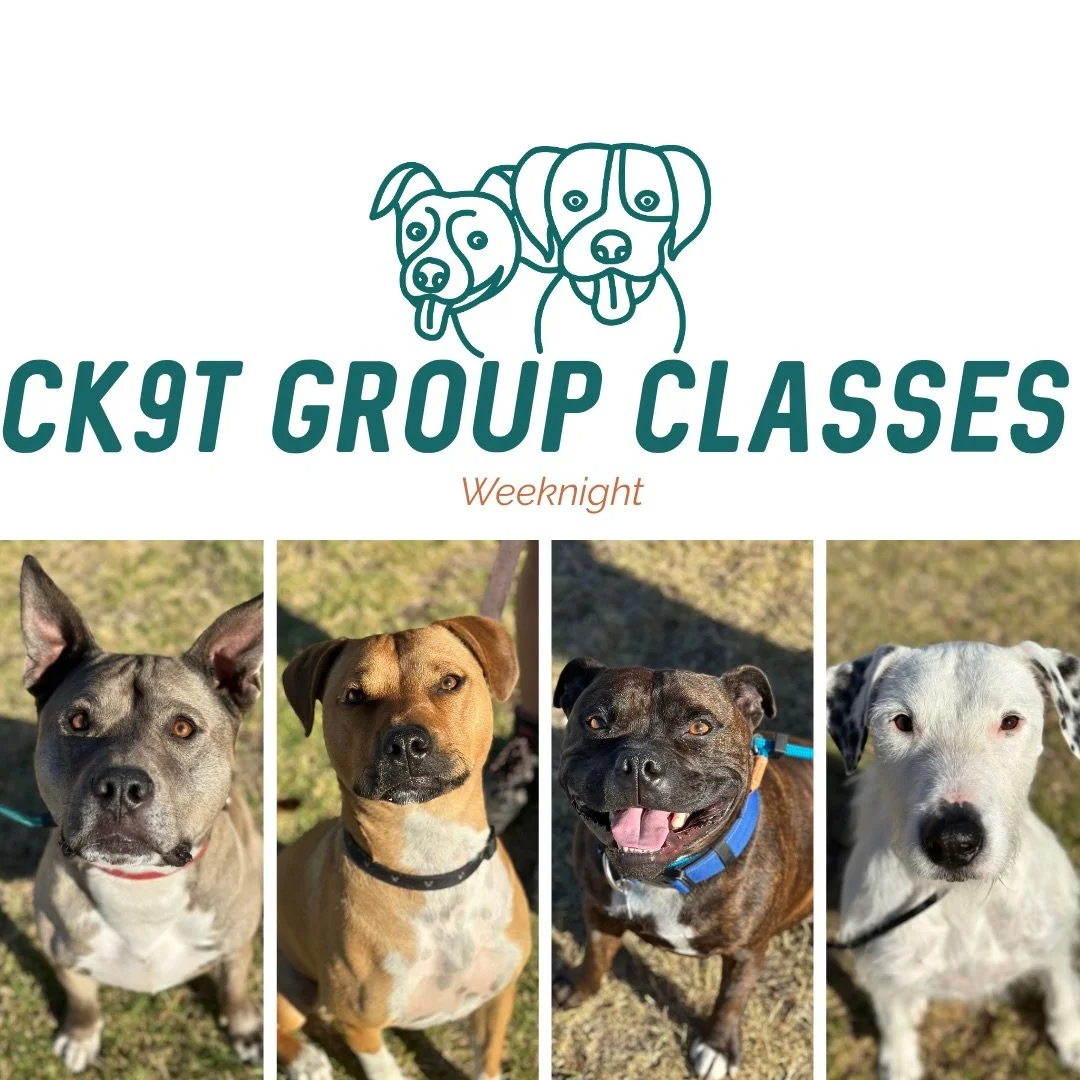 ☀️ Group Classes ☀️ 

Tonight&rsquo;s crew impressed me so much! 

Lots of walking, and not walking by asking the humans to do anything but walk (lots of laughs was had 🤣), rear end awareness work and practicing walking head on to dogs 🔥