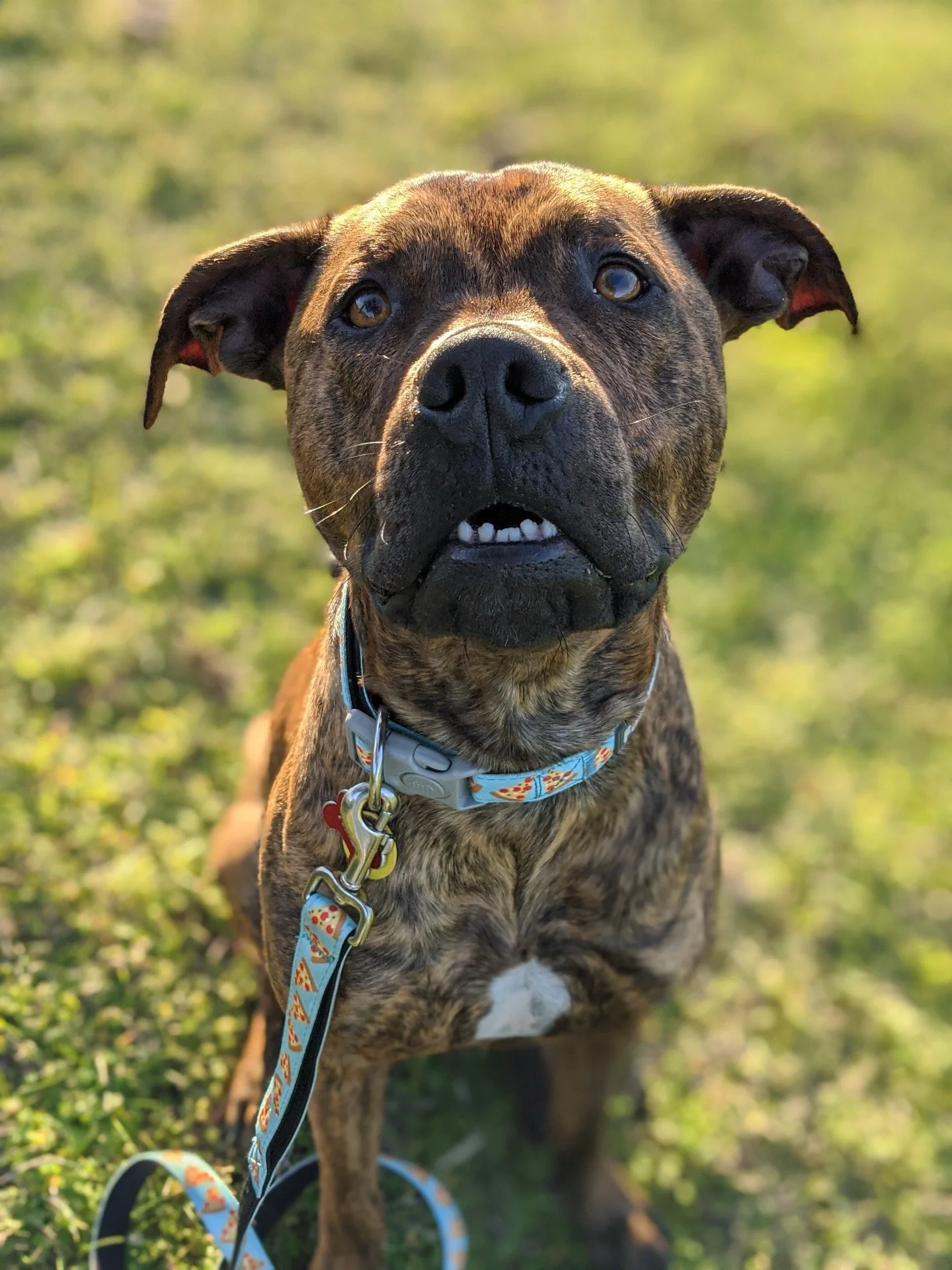 Arlo 🧡

Five years ago today I made the hardest decision and said goodbye to my best friend. My partner in crime and heart dog.

Grief is a weird emotion. Some days I can talk about him with no issues, other days I&rsquo;m inconsolable and it feels 