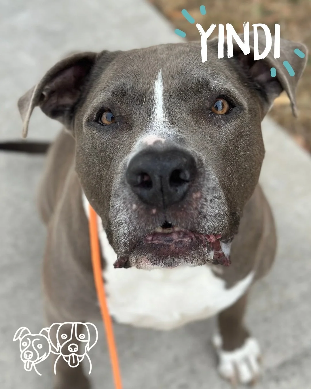 ⛅️ Training Walks ⛅️ 

Todays theme: RECALL + FLEXI LEASH 

Lots of speedy and enthusiastic recalls, dogs recalling off other dogs, away from people and triggers 🔥🔥