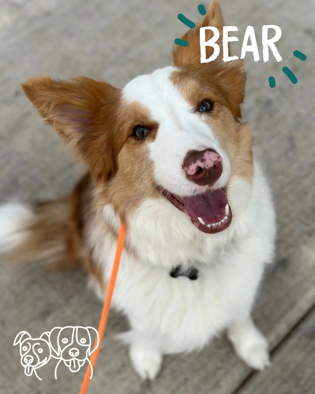 🐾 Training Walks 🐾 

Say hi to the new kid, Bear 🐻 👋

Today&rsquo;s focus: PLAY! All the doggos smashed it, from building drive, returning toys, commitment in play and everything in between 💪