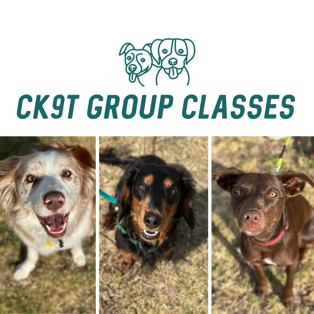 ☀️ Group Classes ☀️ 

Last night and this mornings doggos enjoying the sunshine! 

A few new faces this weekend, Ozzy the dachshund and Millie the Kelpie x whippet joining our weekly crew for the first time 💪

Bit of focus on mechanics this weekend!