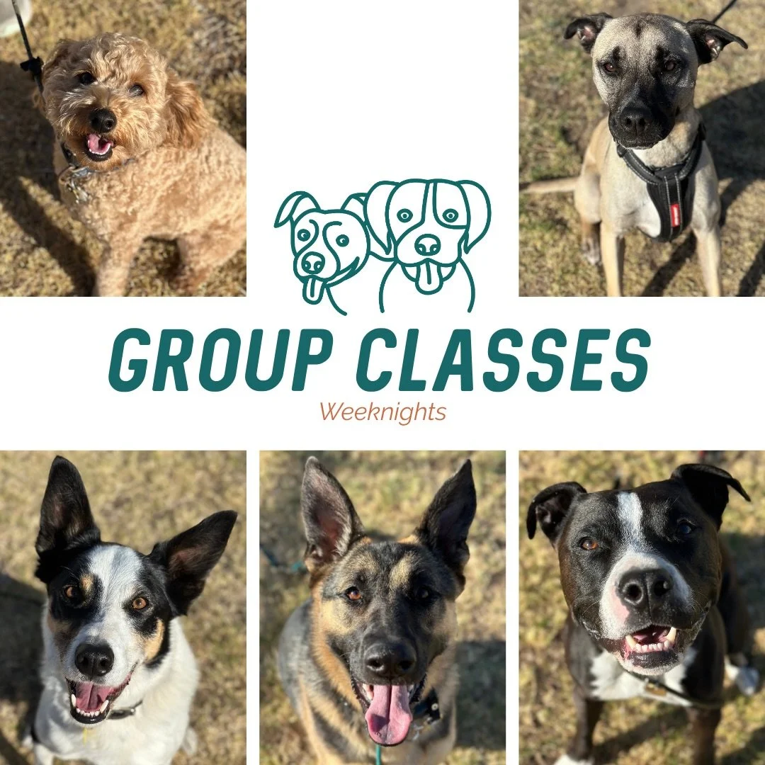 🏃&zwj;♀️ Group Classes 🏃

Smaller crew tonight which meant a huge focus on recall and adding distance to obedience 🔥